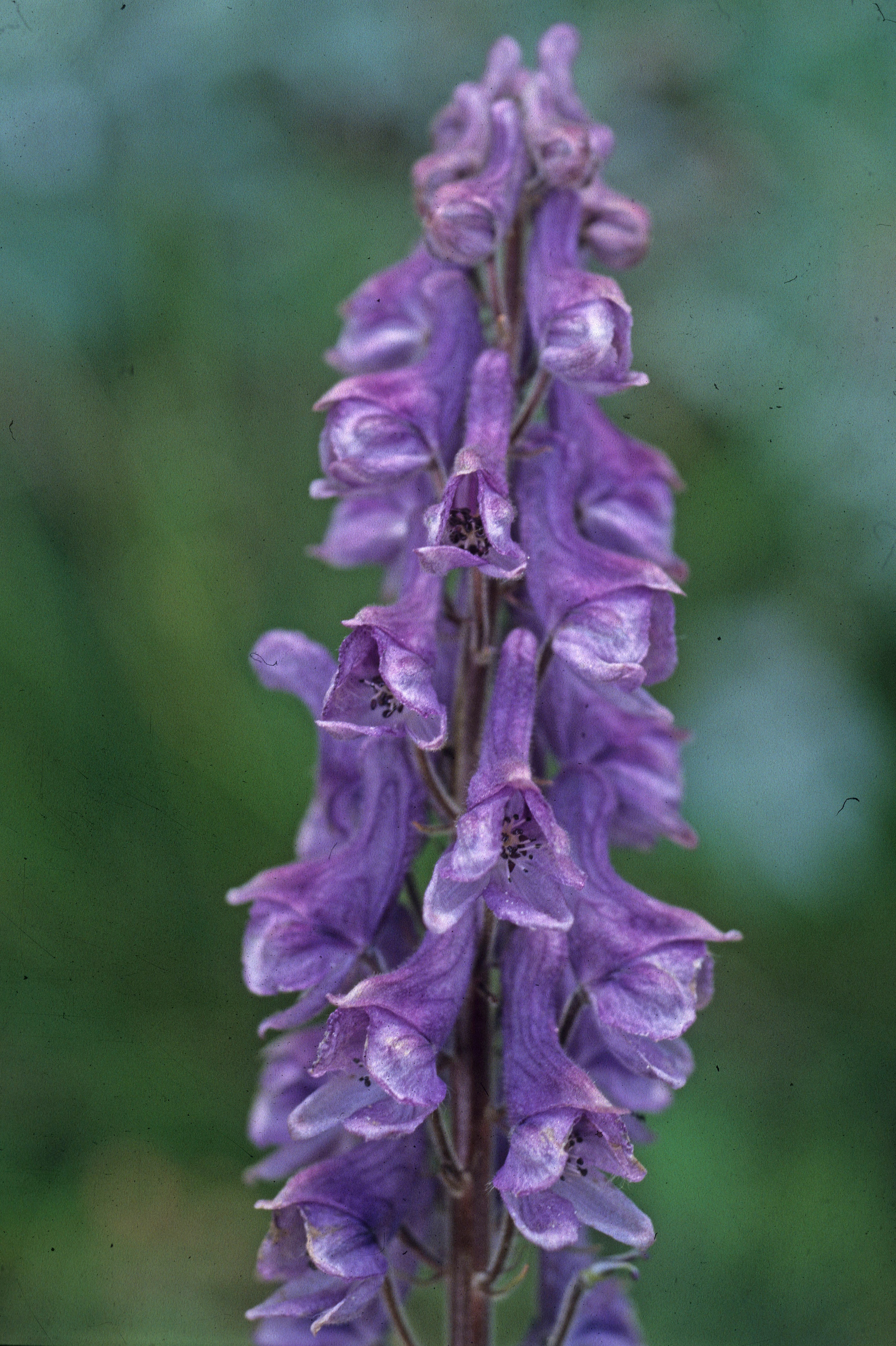 : Aconitum septentrionale.