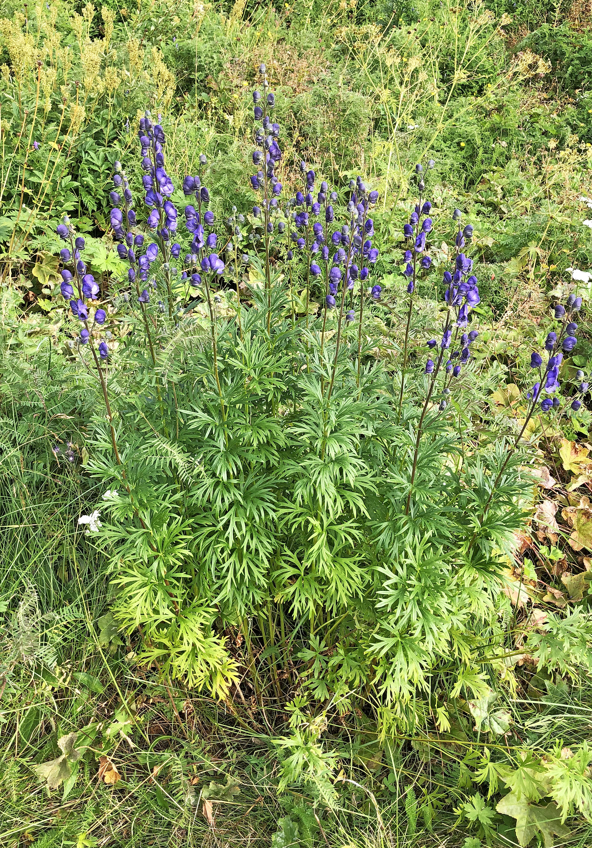 : Aconitum napellus.