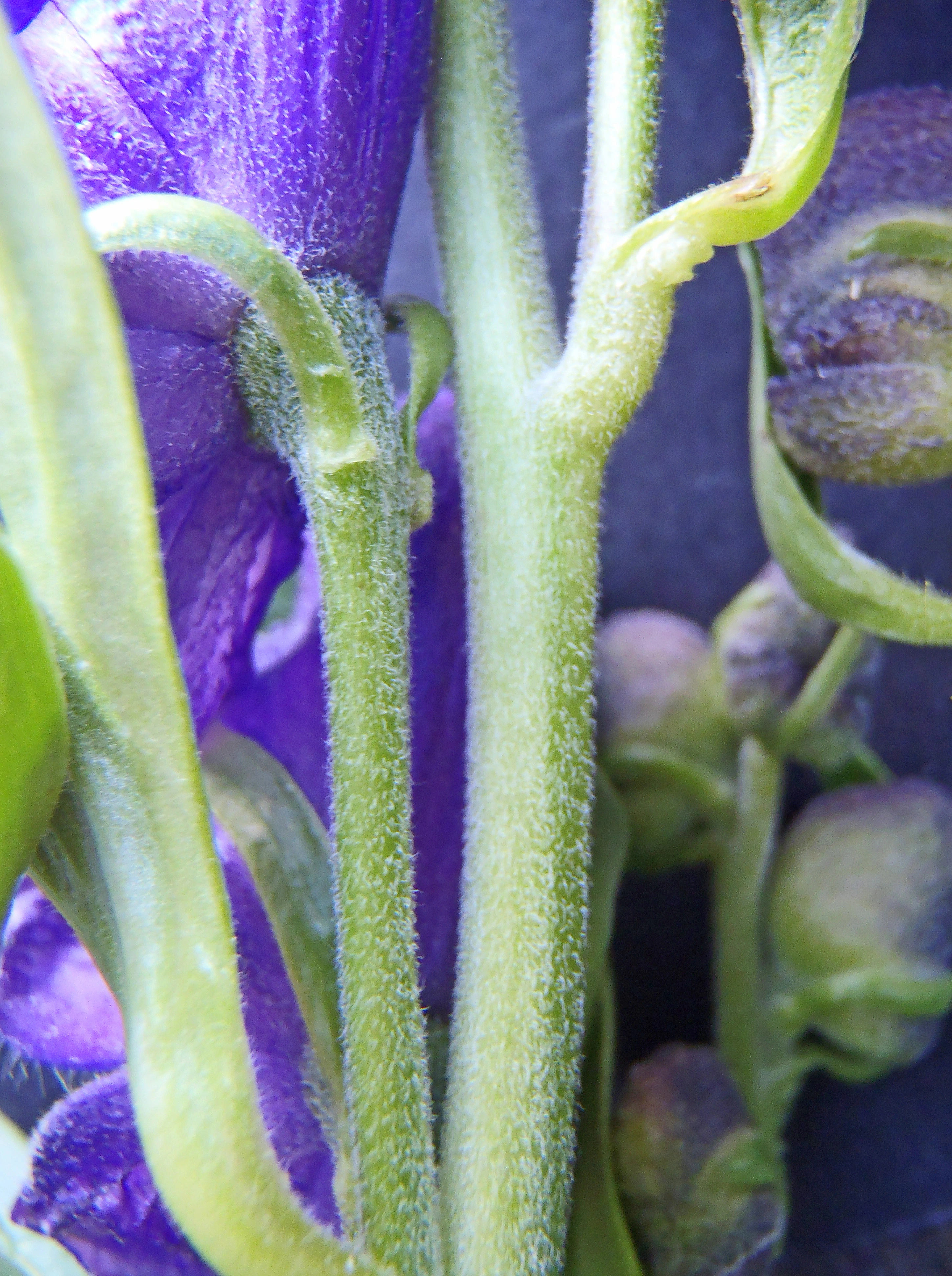 : Aconitum napellus.