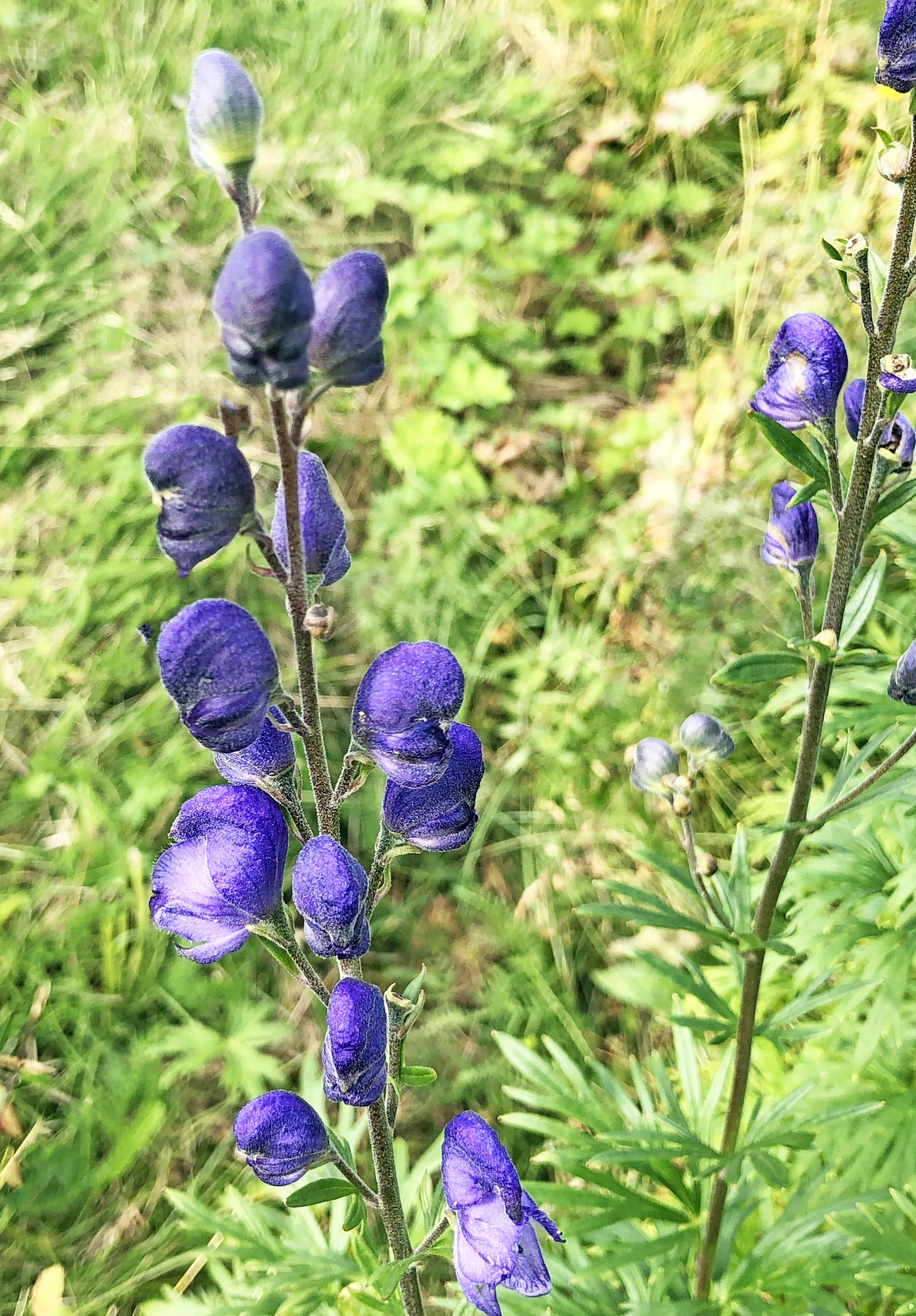 : Aconitum napellus.