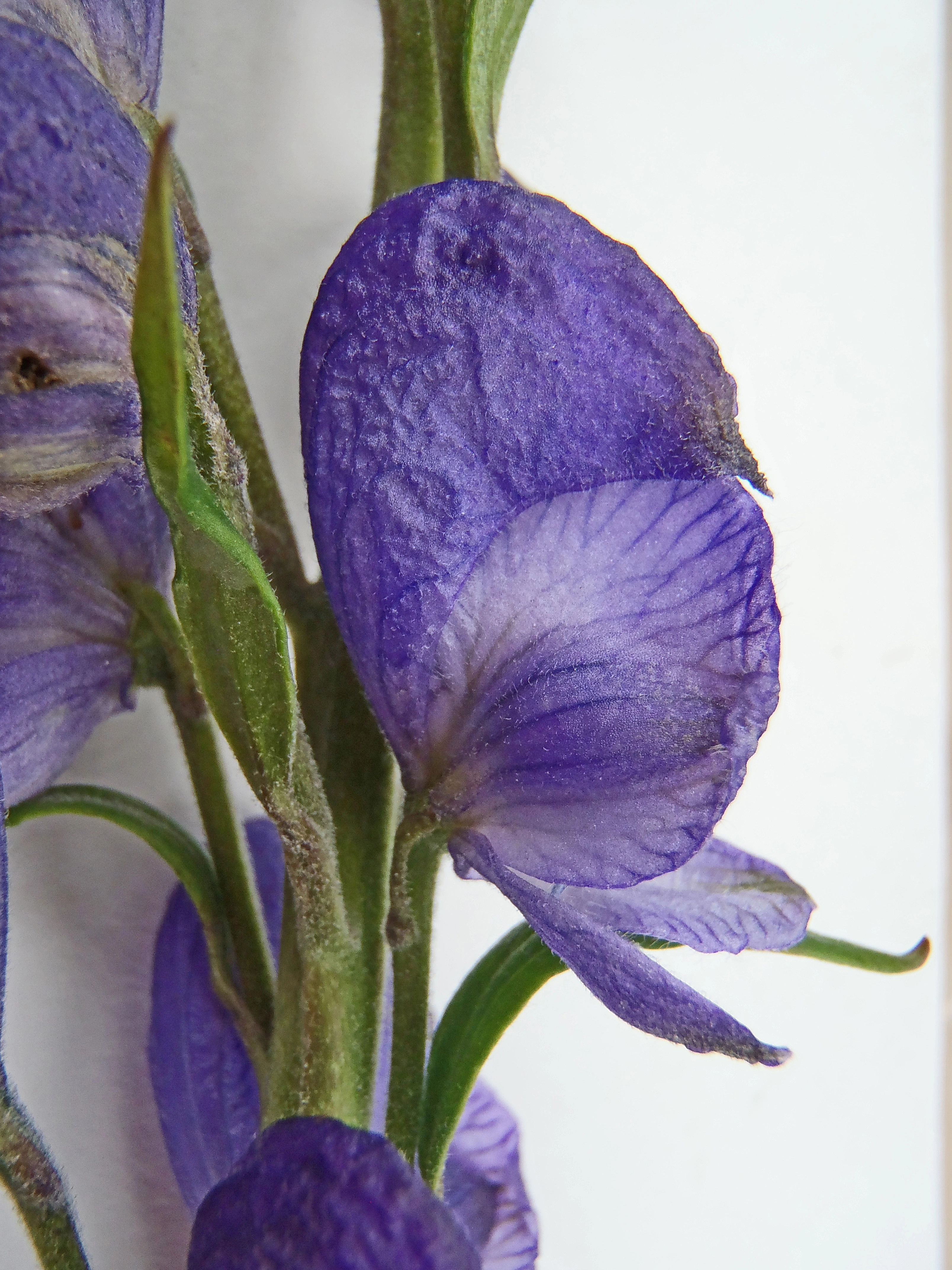 : Aconitum napellus.