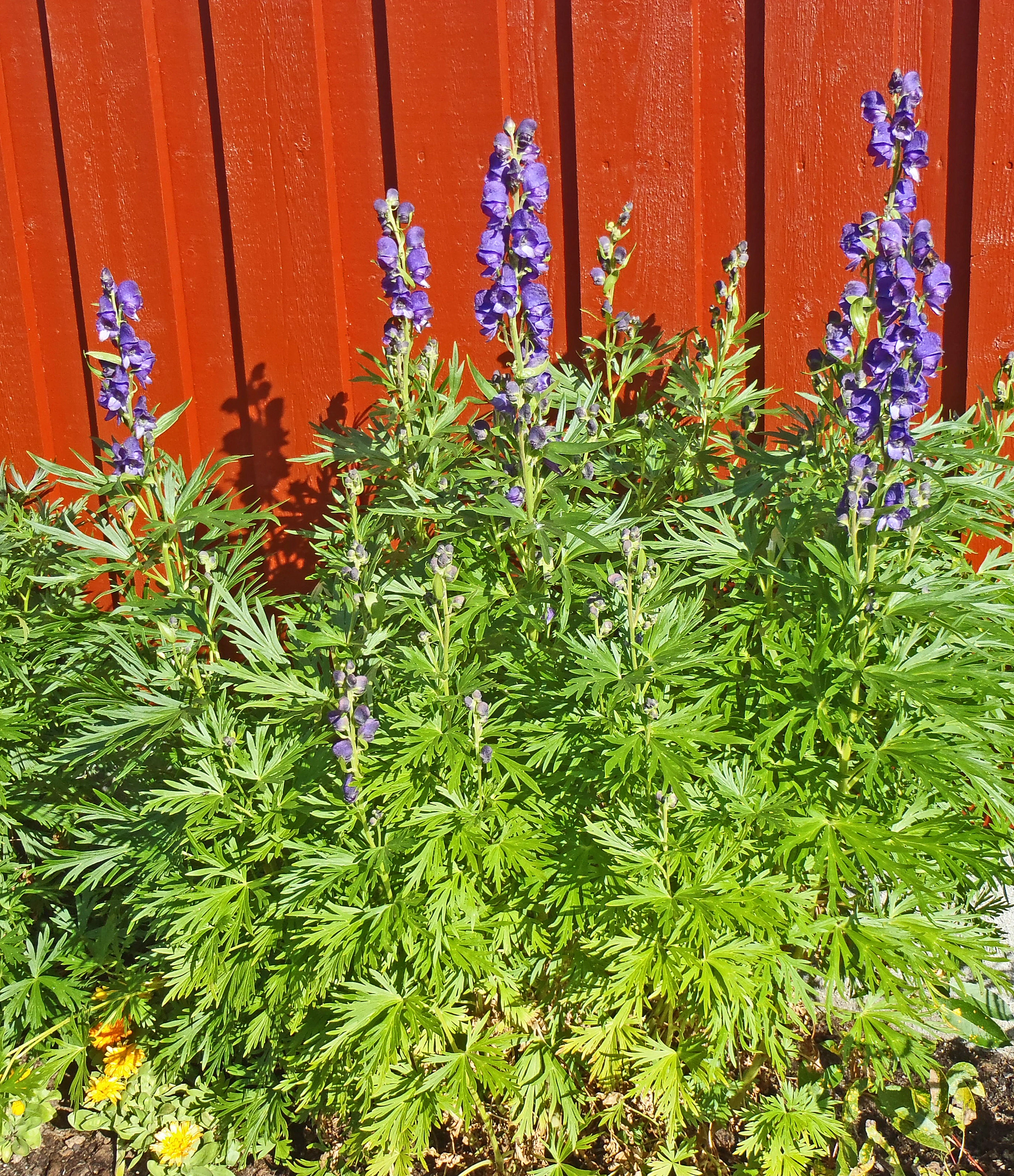 : Aconitum napellus.