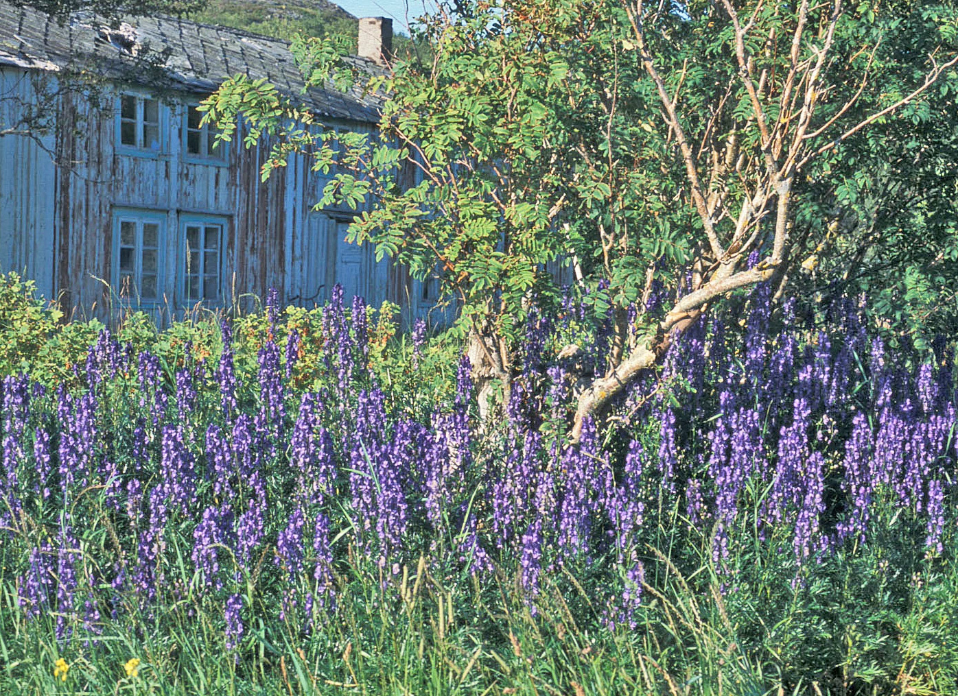 : Aconitum ×cammarum.