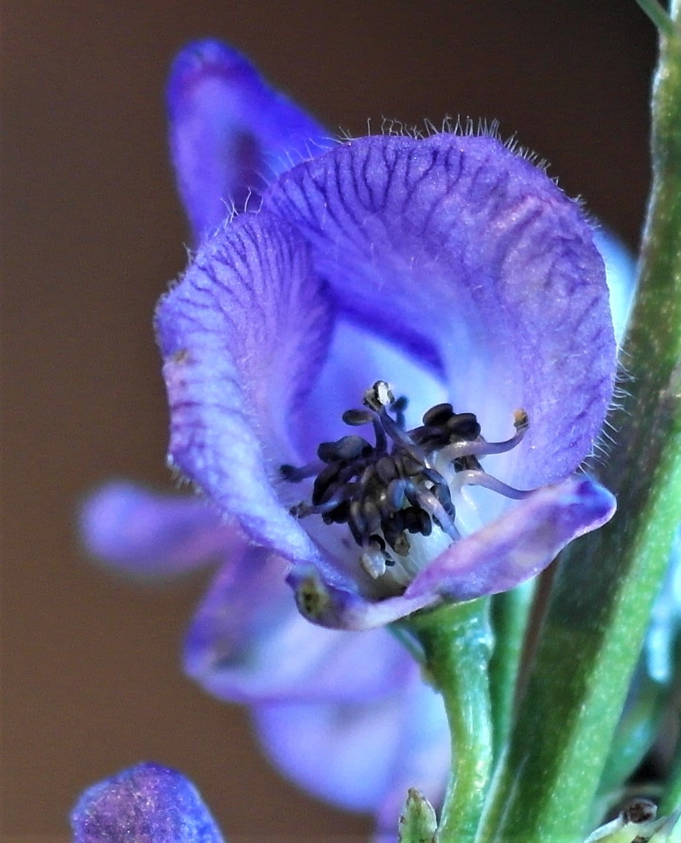 : Aconitum ×cammarum.