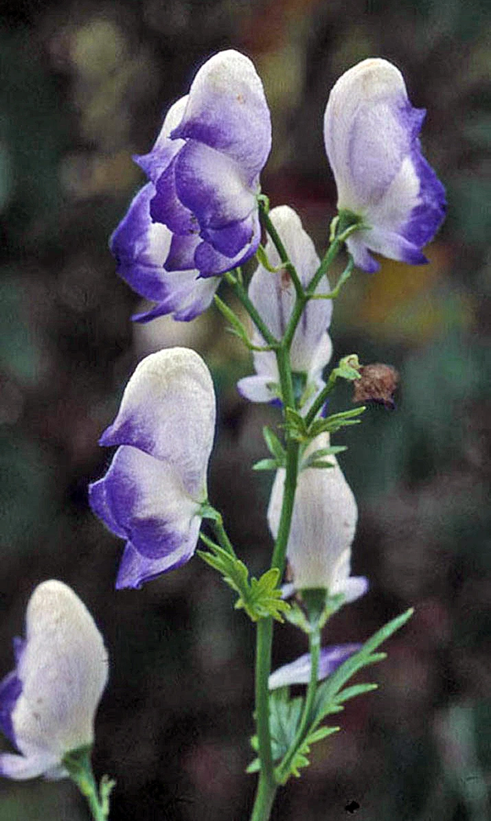 : Aconitum ×cammarum.