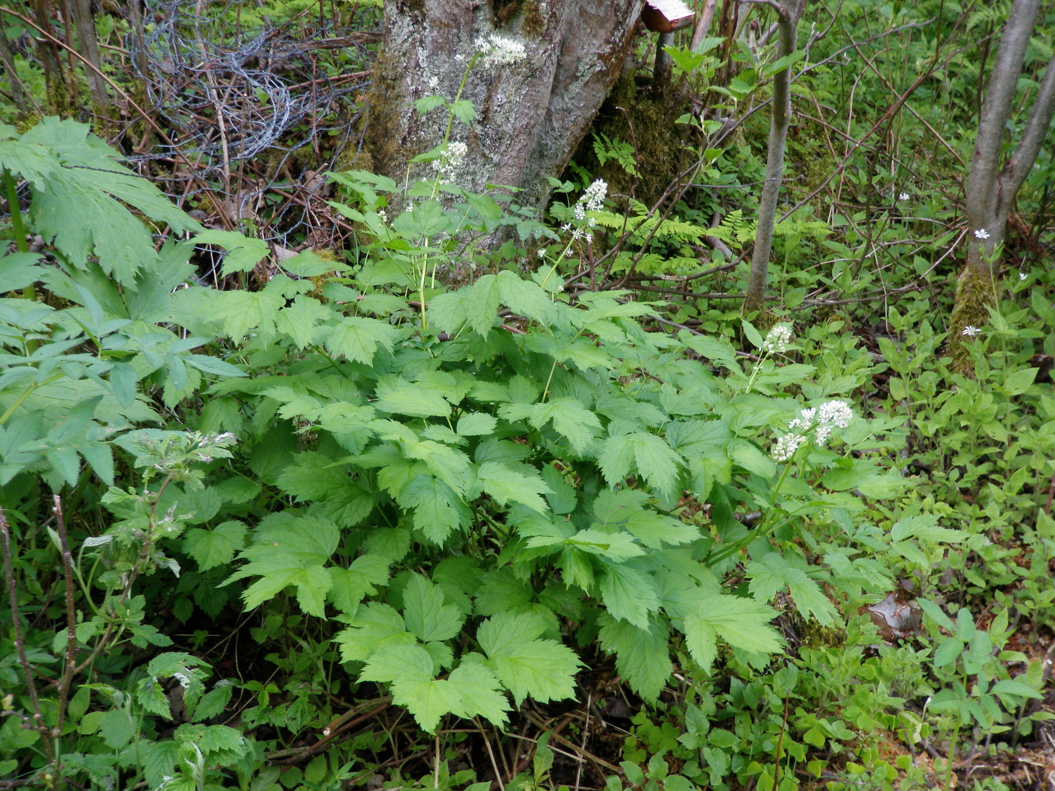 : Actaea spicata.