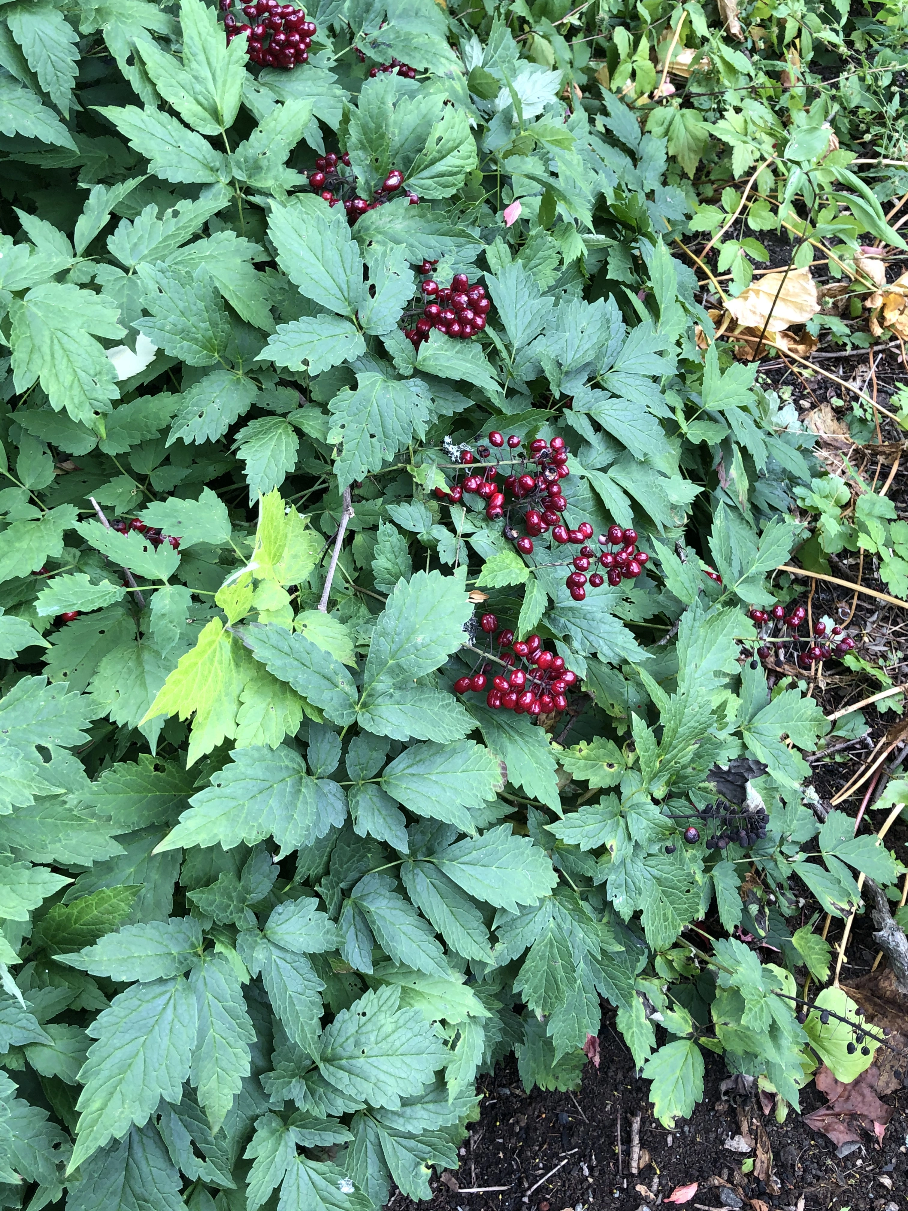 : Actaea rubra.