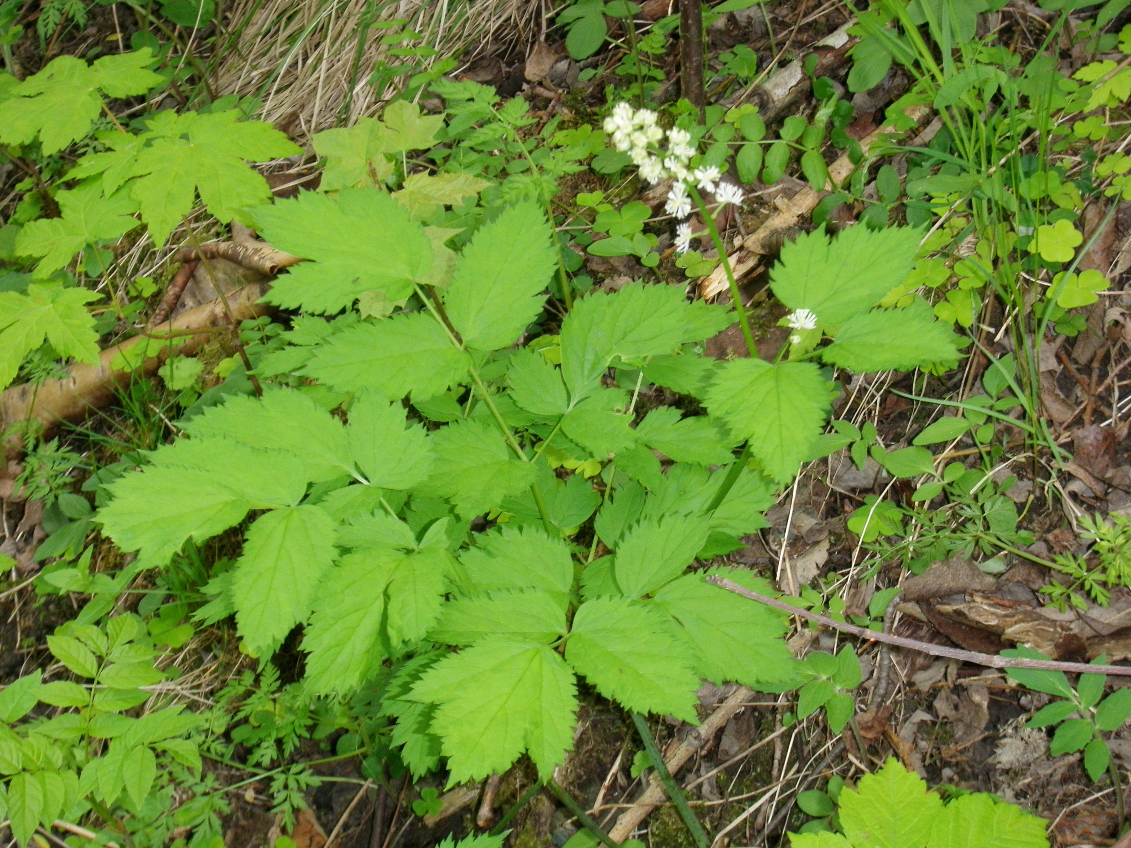 : Actaea spicata.