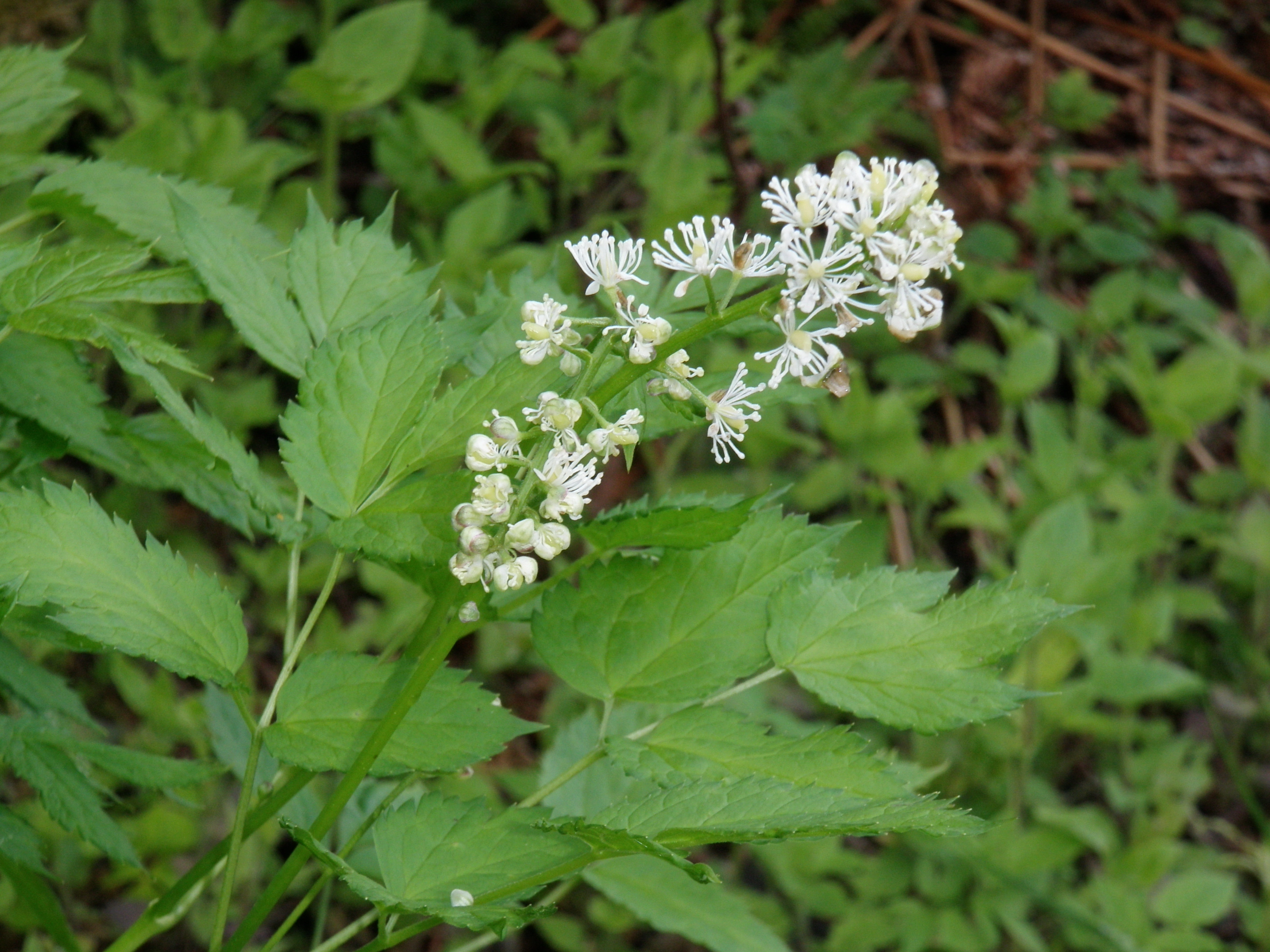 : Actaea spicata.