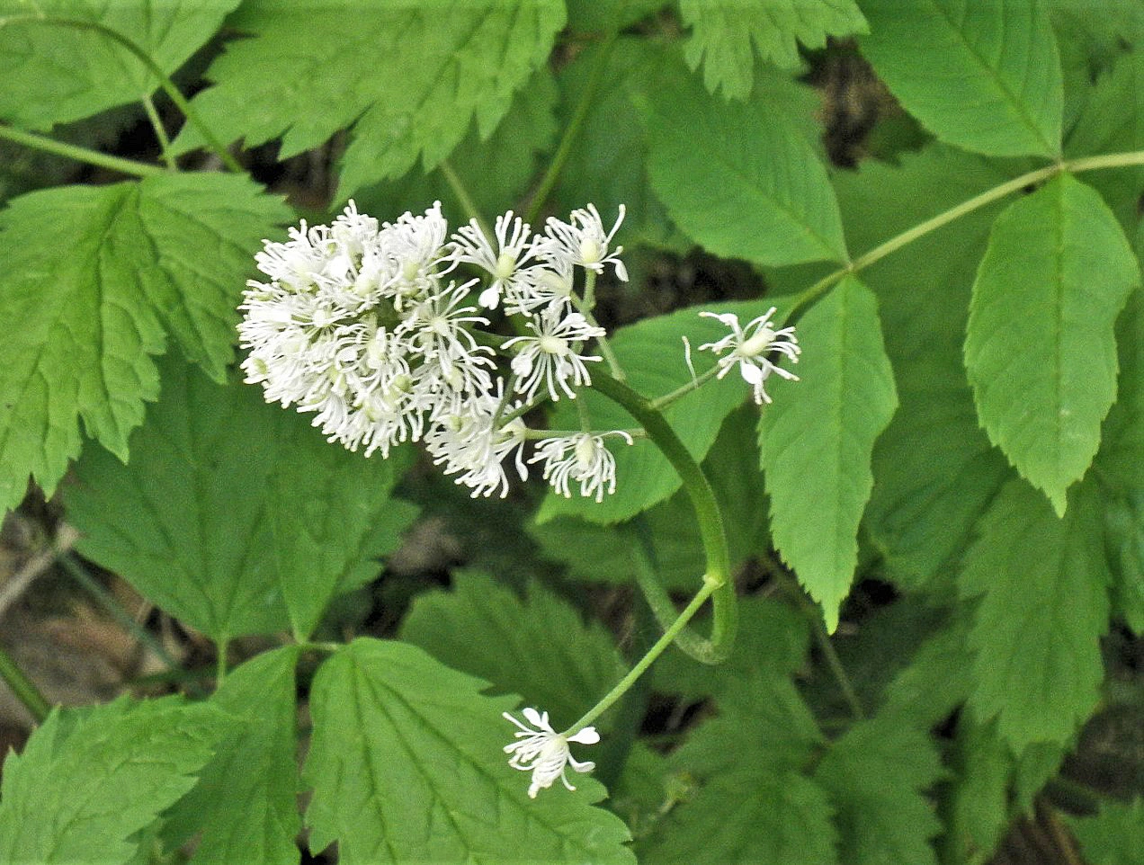 : Actaea spicata.