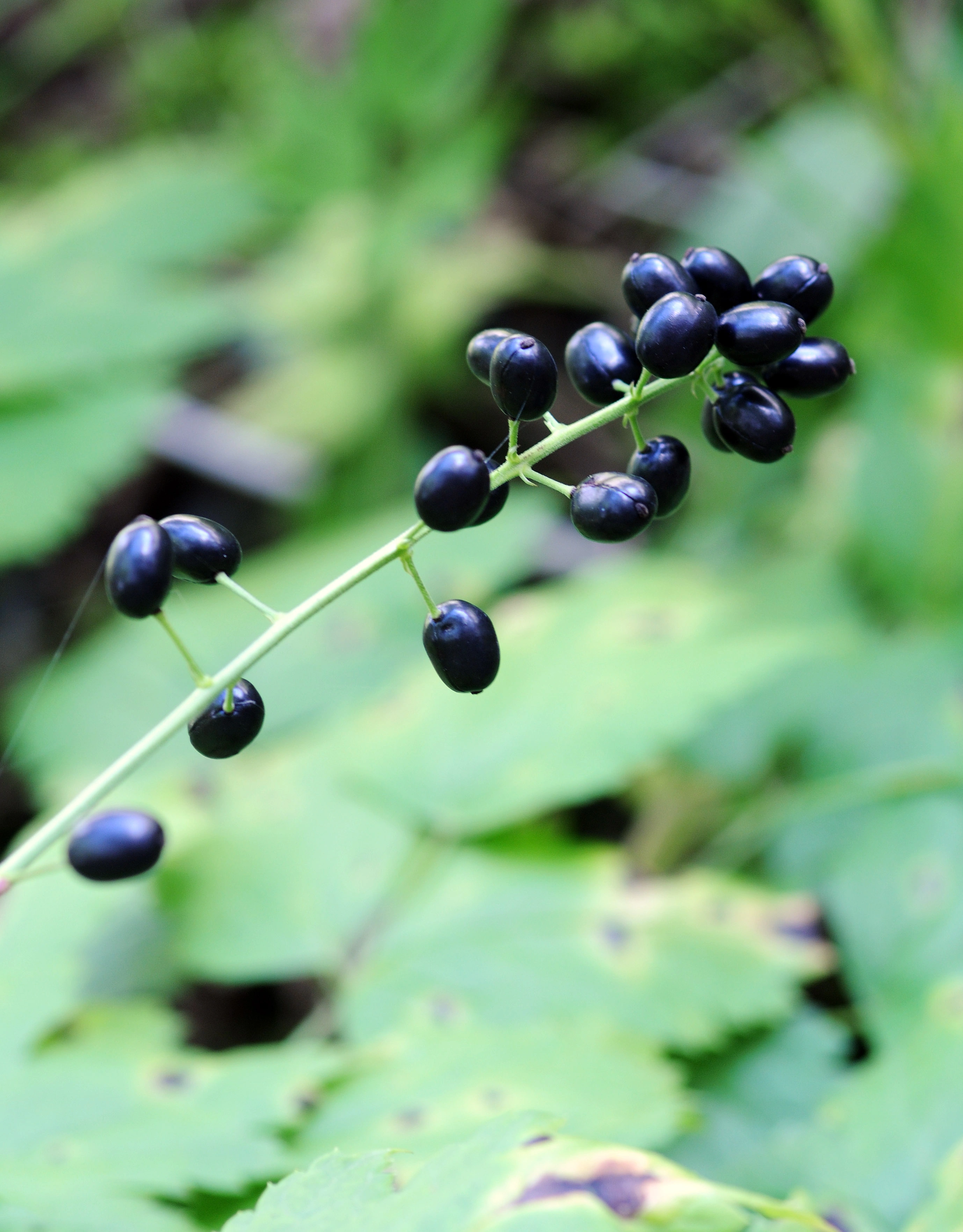 : Actaea spicata.