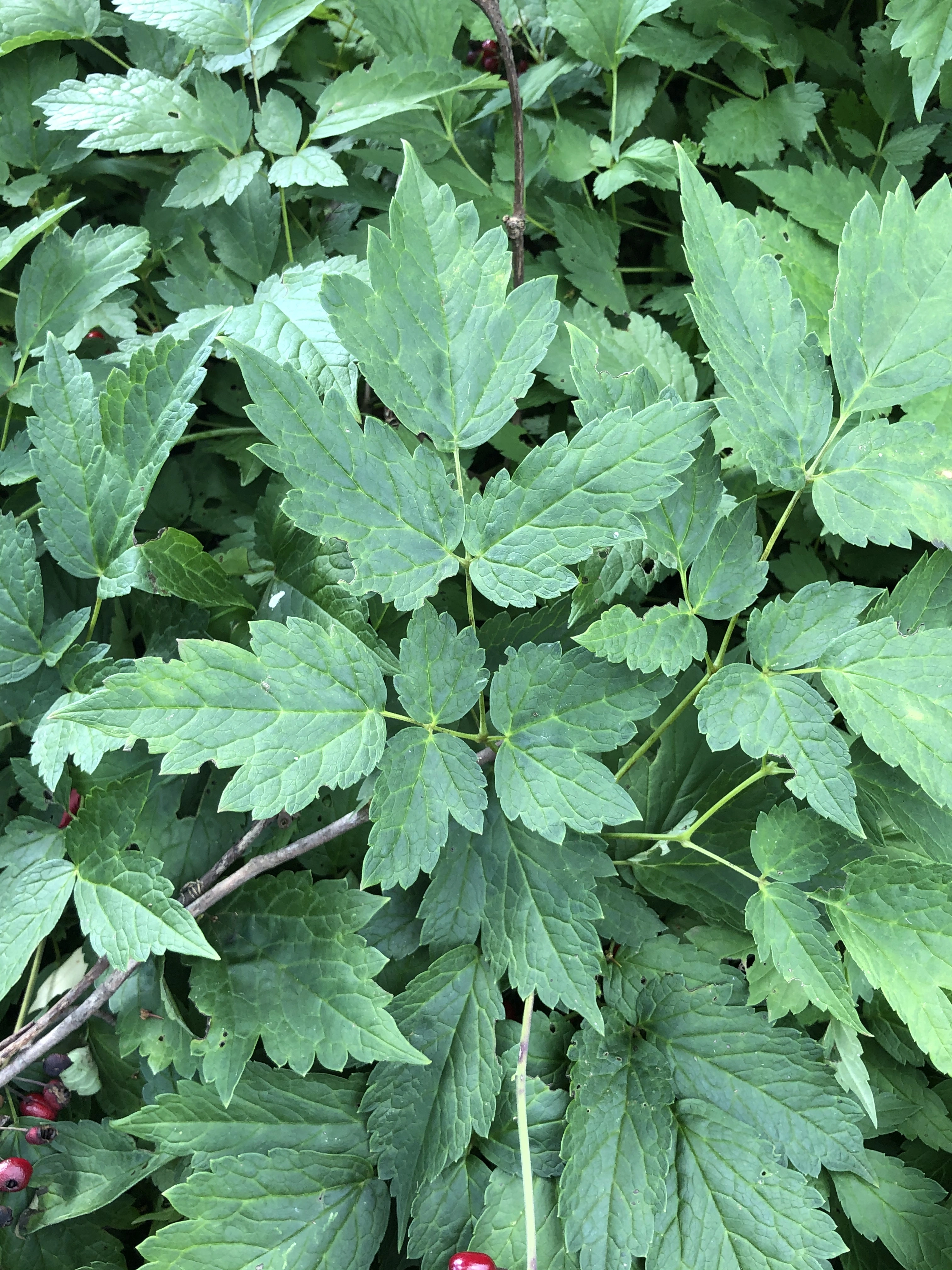 : Actaea rubra.