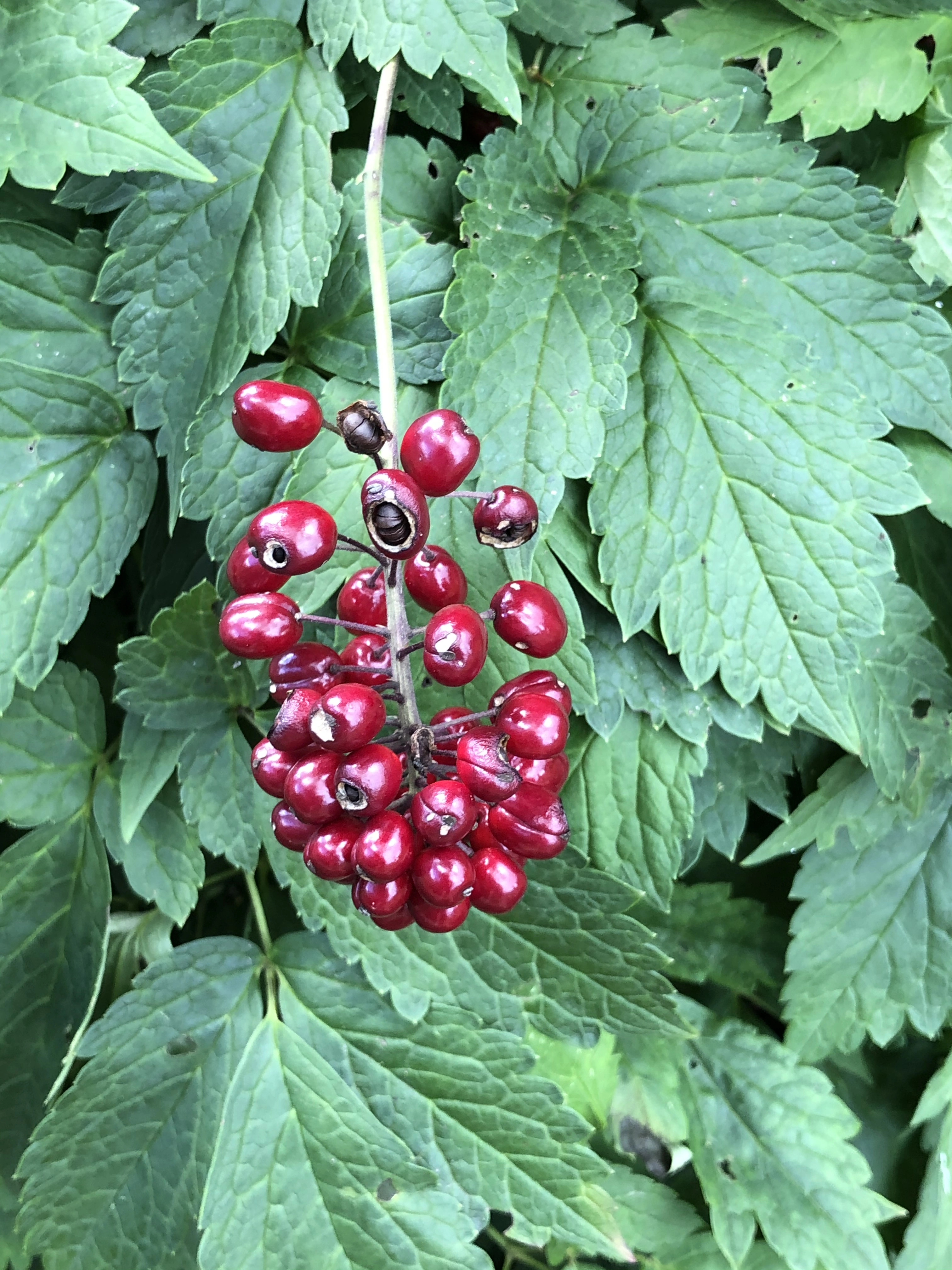 : Actaea rubra.