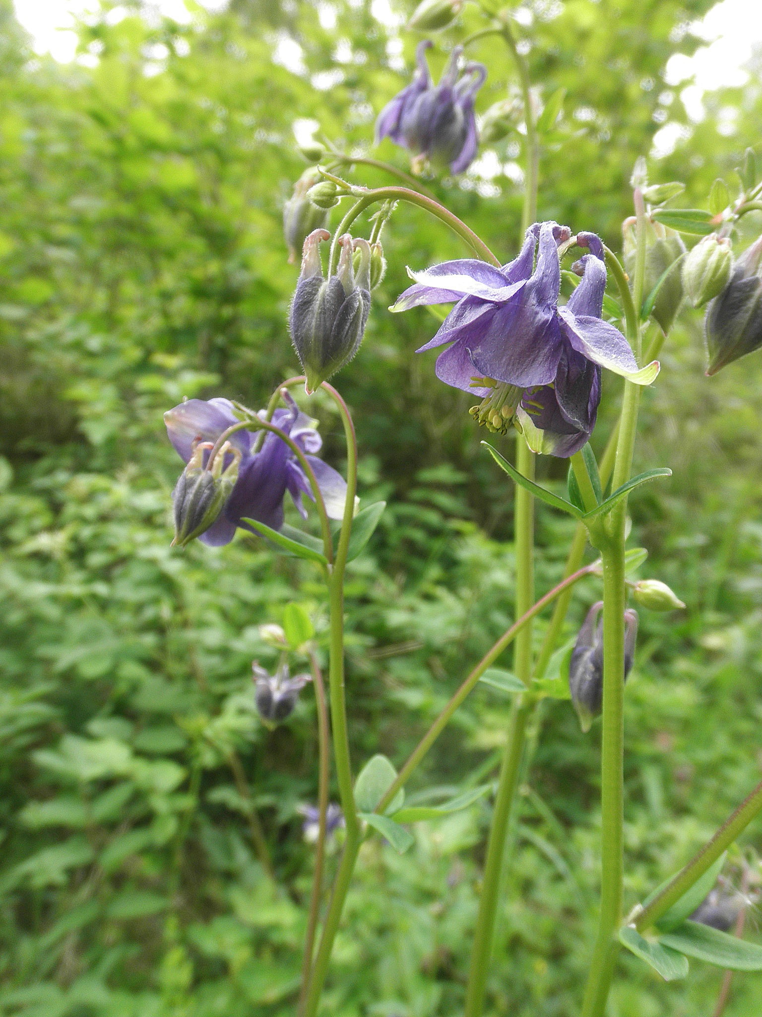 : Aquilegia vulgaris.