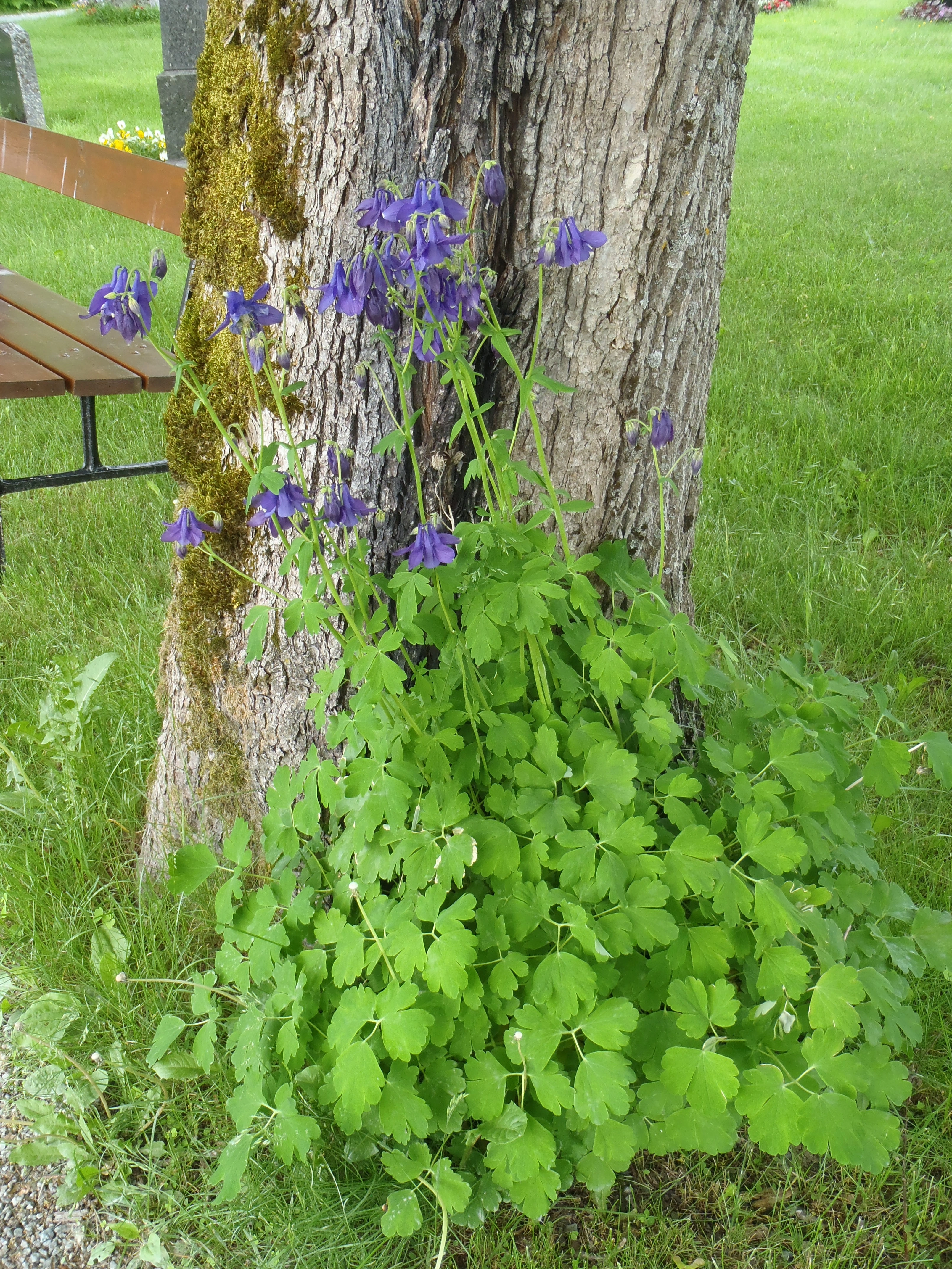 : Aquilegia vulgaris.