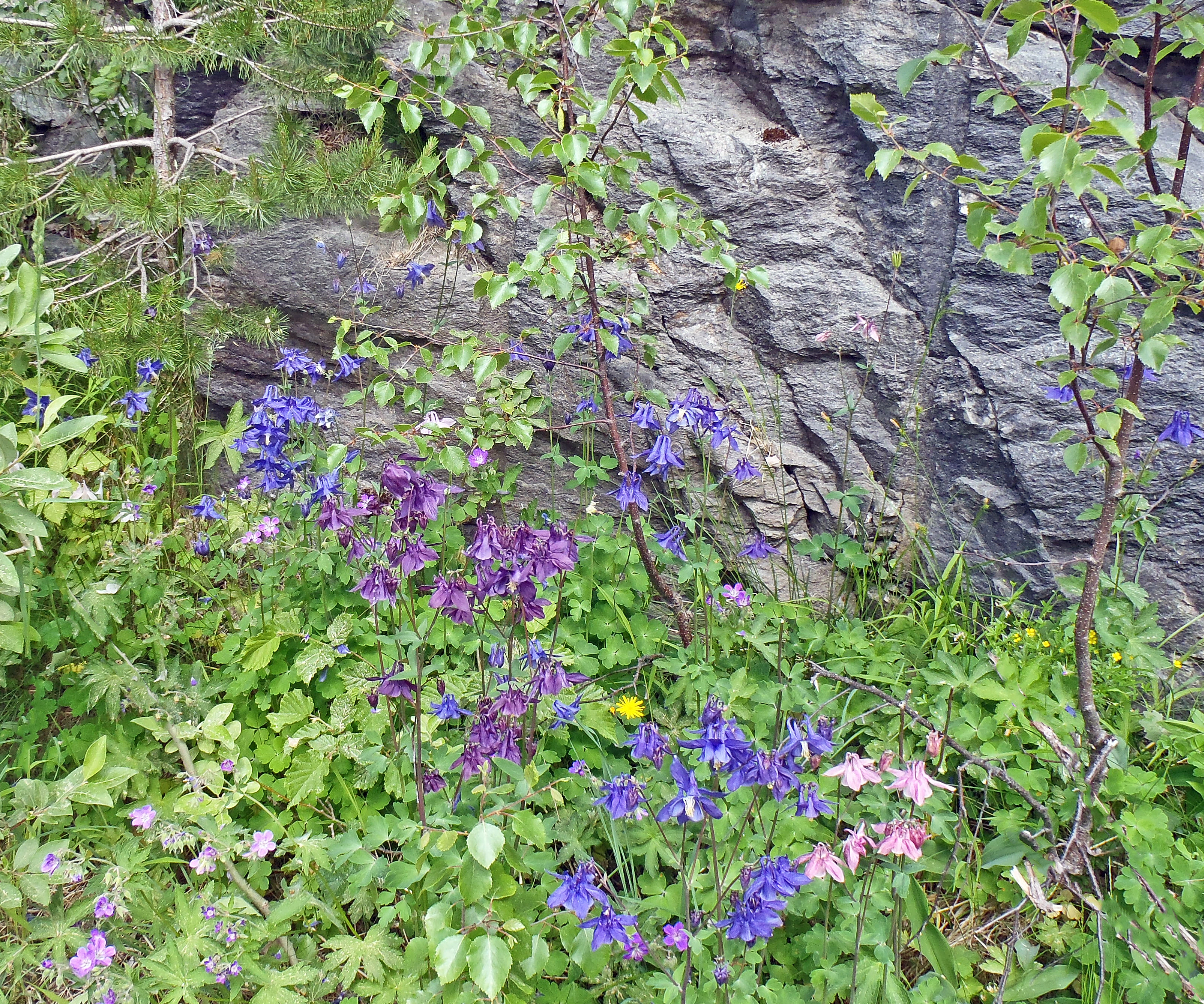 : Aquilegia vulgaris.