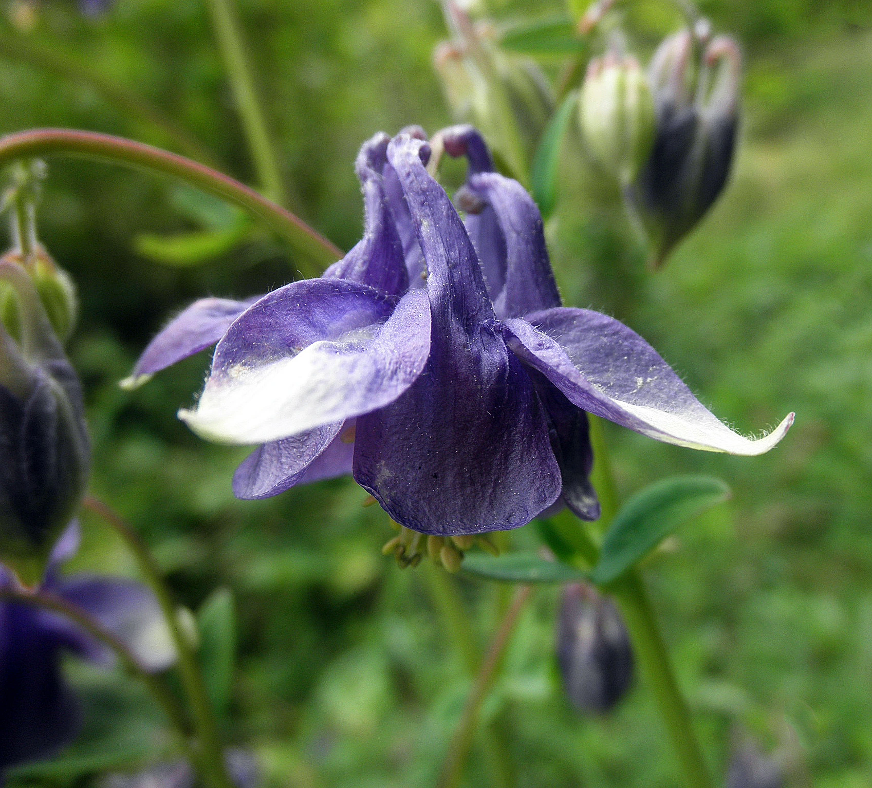 : Aquilegia vulgaris.