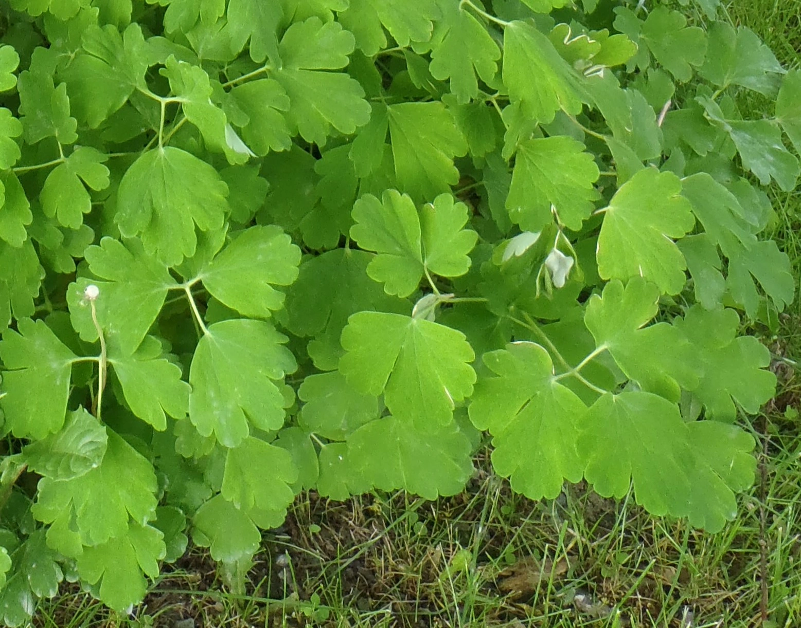 : Aquilegia vulgaris.