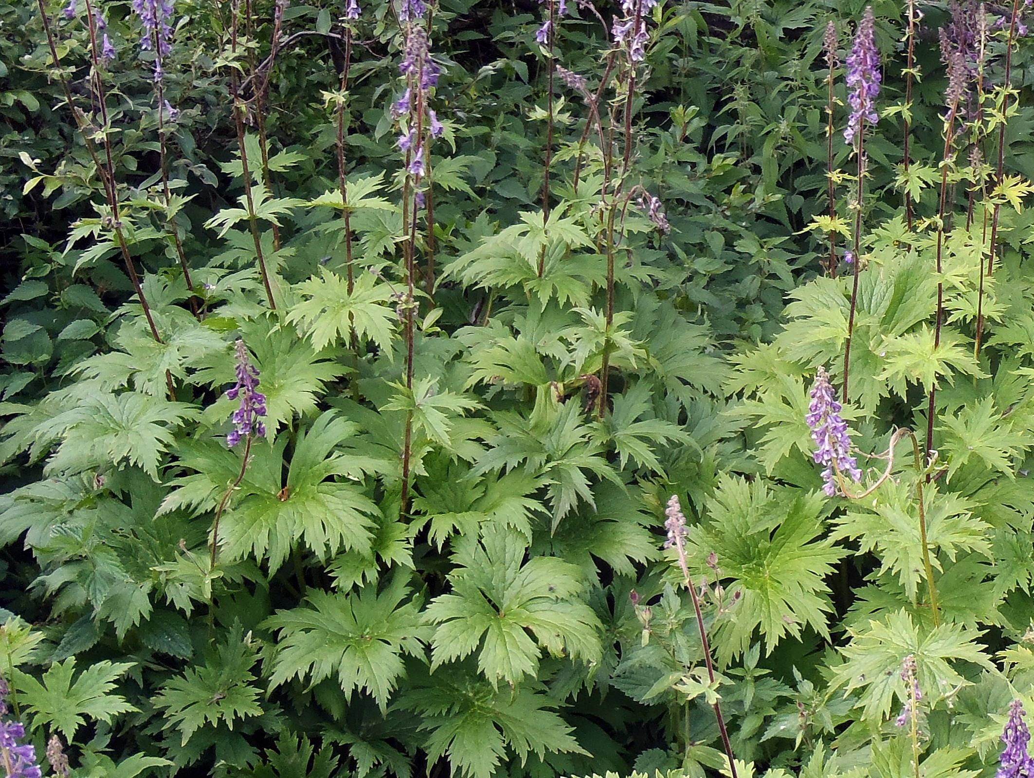 : Aconitum septentrionale.