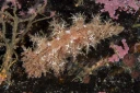 : Dendronotus europaeus.