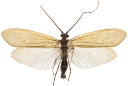: Anabolia nervosa.
