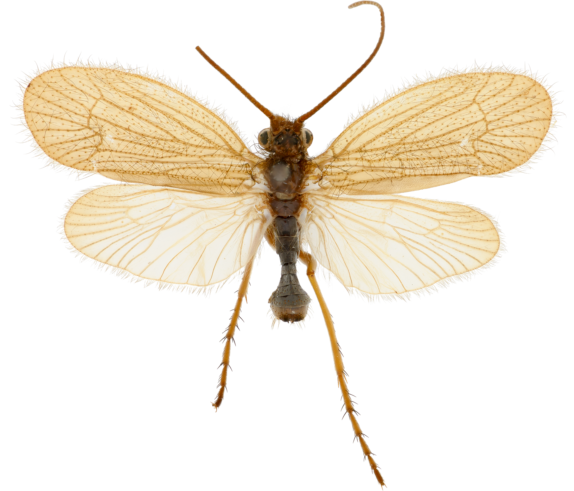 : Chaetopteryx sahlbergi.