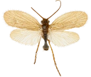 : Chaetopteryx sahlbergi.