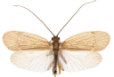 : Chaetopteryx villosa.