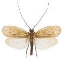 : Chaetopteryx villosa.