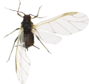 : Aphidoidea.
