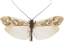 : Limnephilus femoralis.