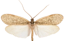 : Micropterna lateralis.