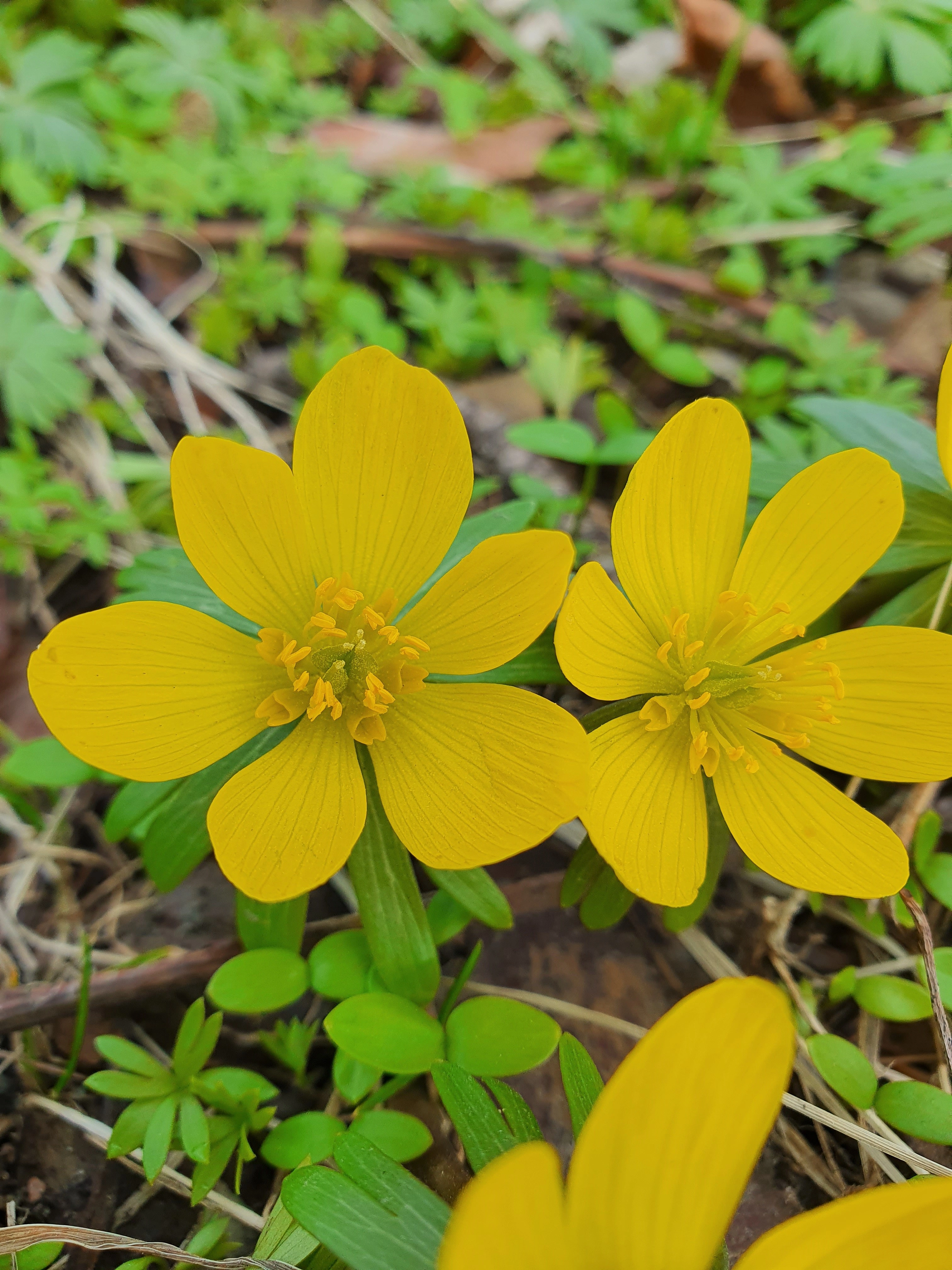 : Eranthis hyemalis.