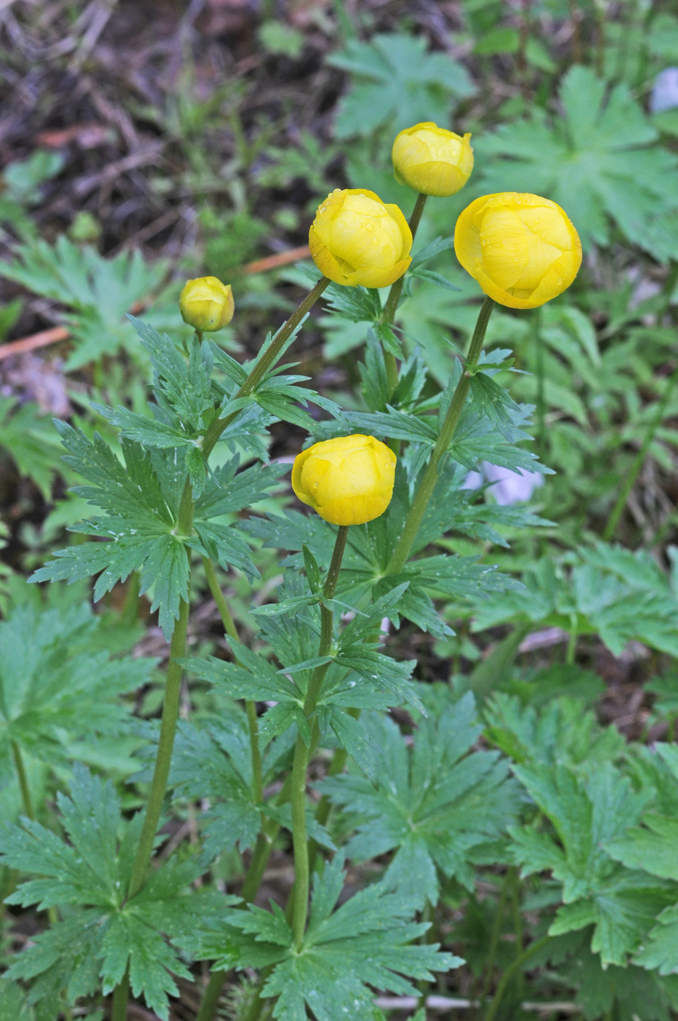 : Trollius europaeus.