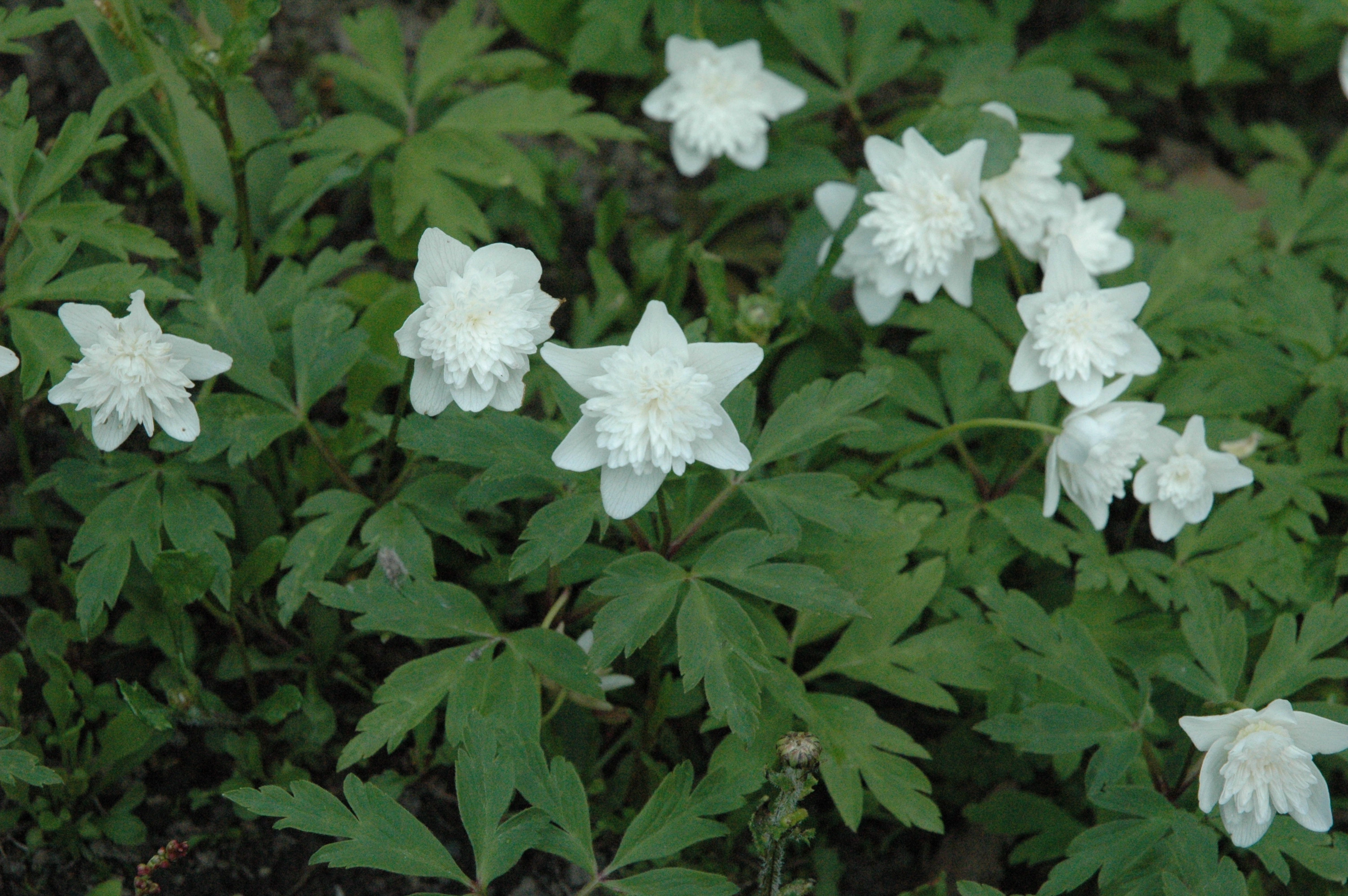 : Anemone nemorosa.