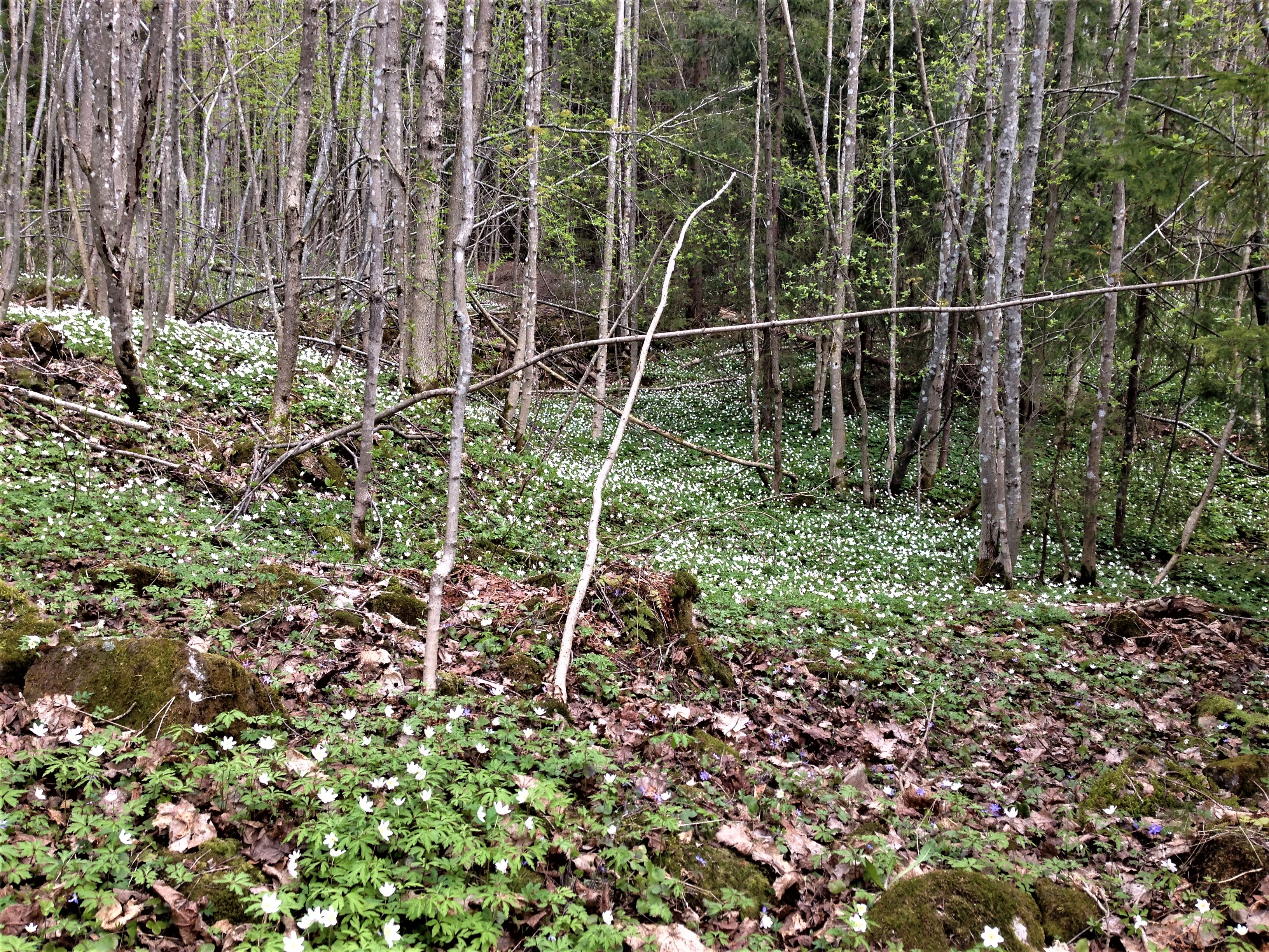 : Anemone nemorosa.