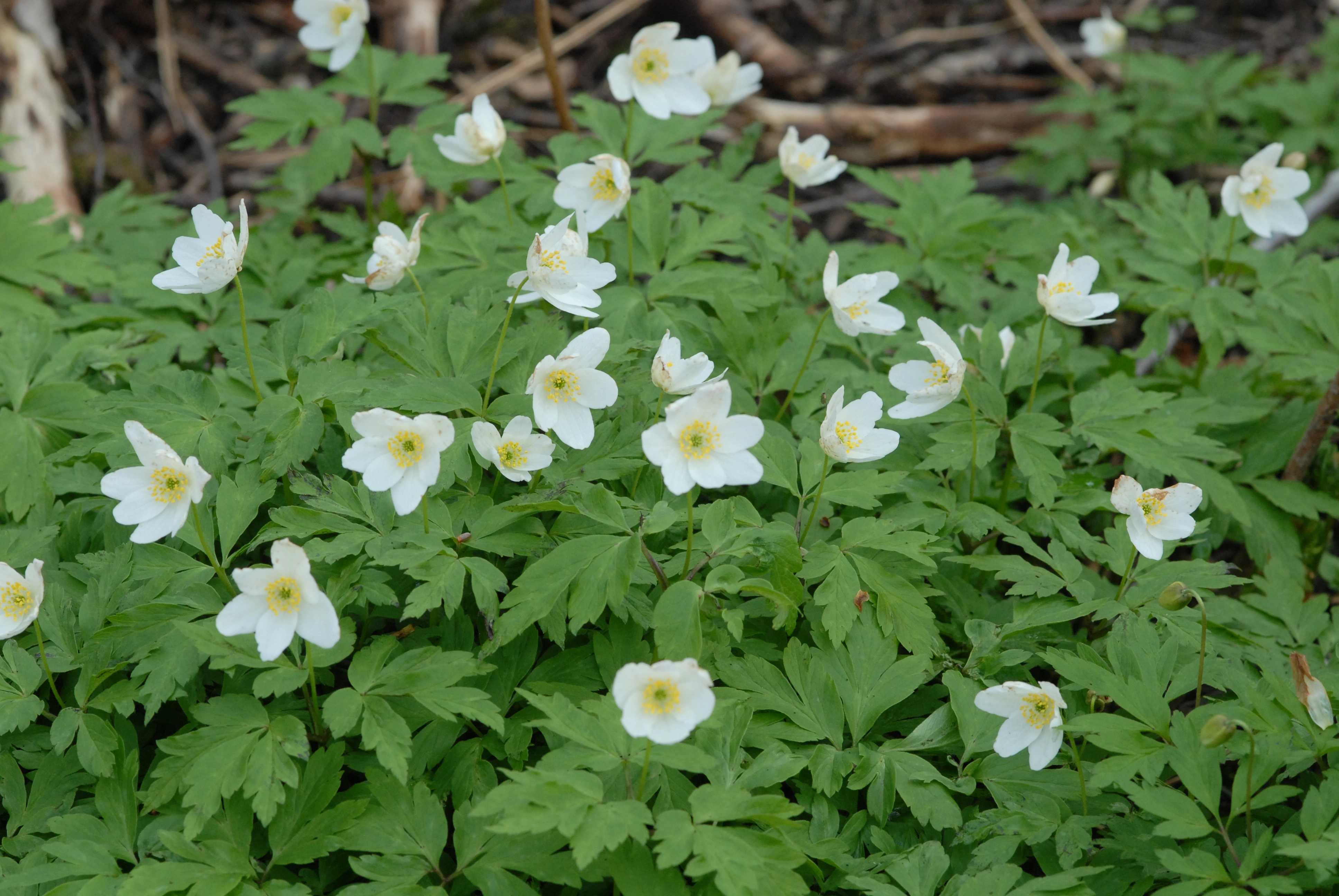 : Anemone nemorosa.