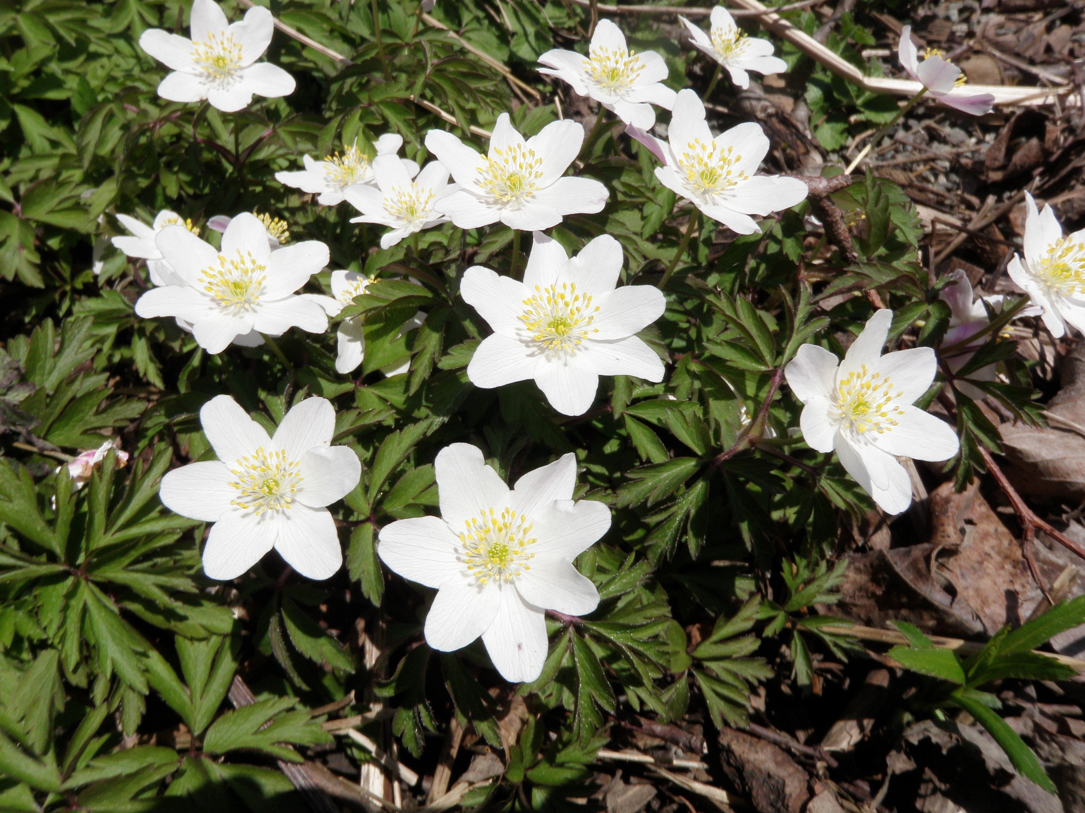 : Anemone nemorosa.