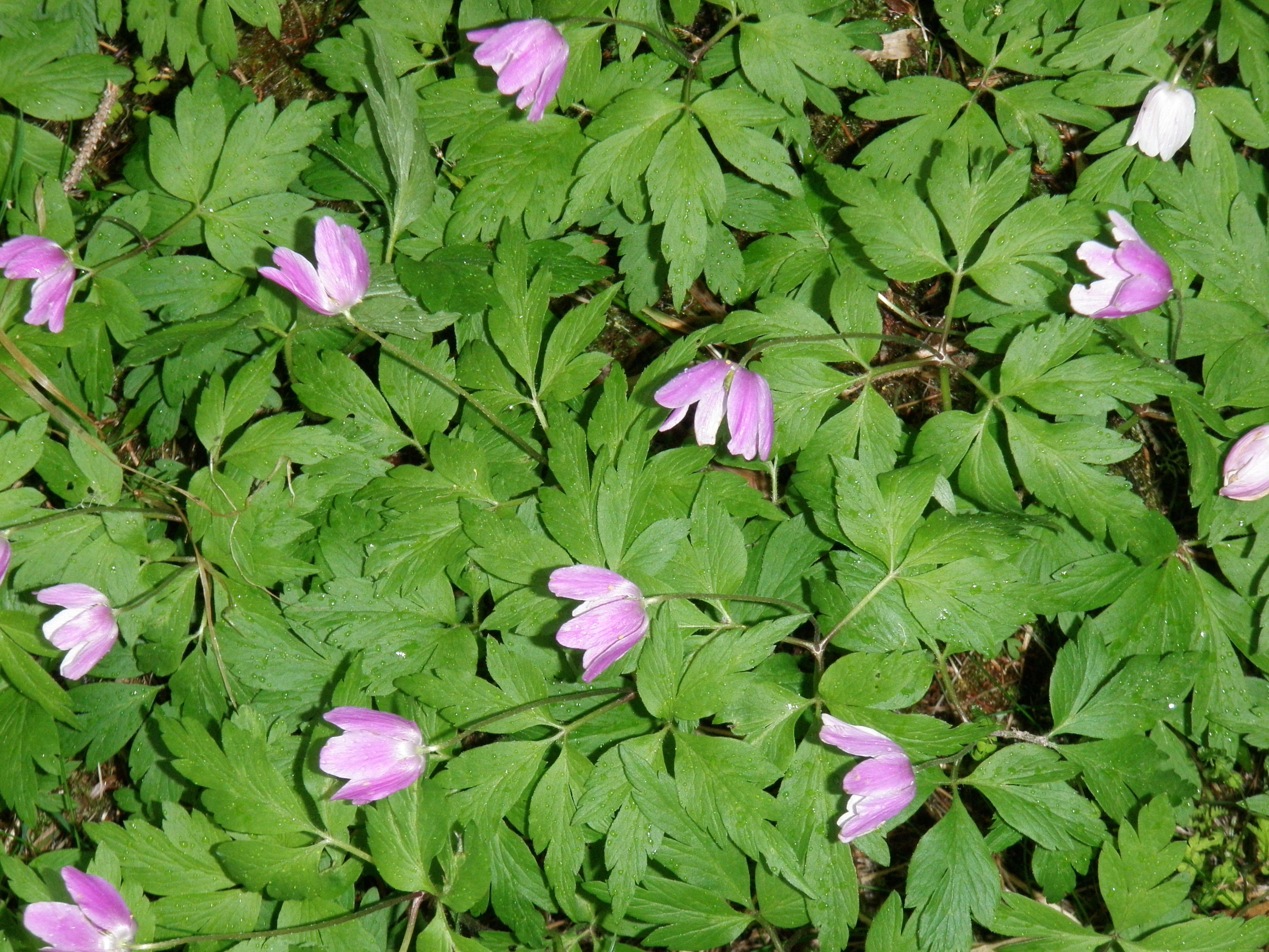 : Anemone nemorosa.