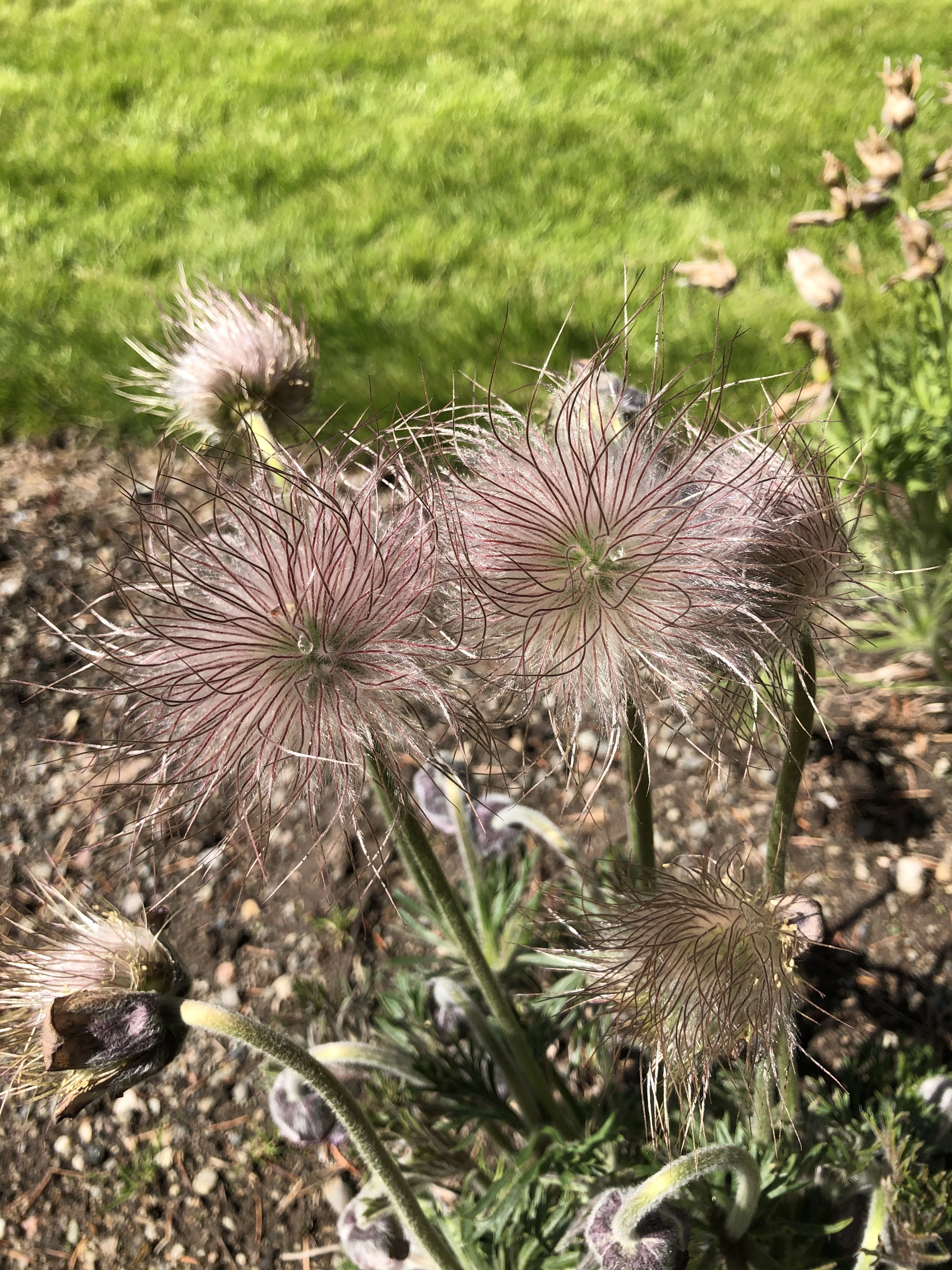 : Pulsatilla pratensis.