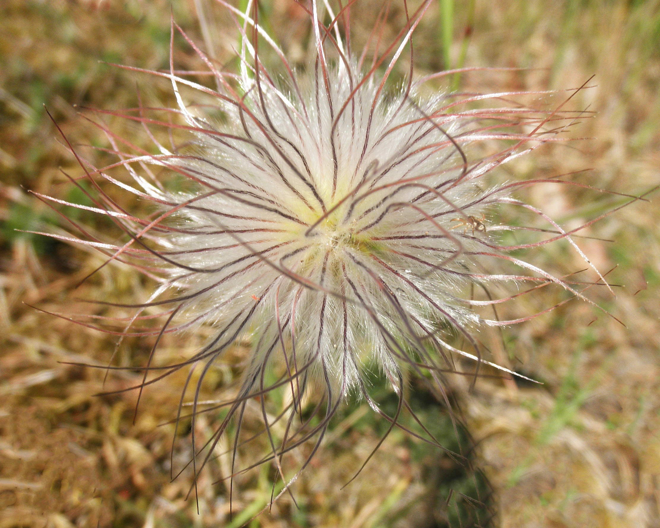 : Pulsatilla pratensis.