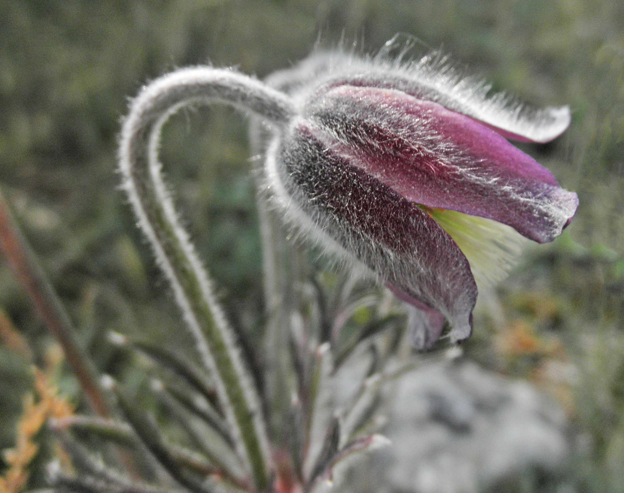 : Pulsatilla pratensis.