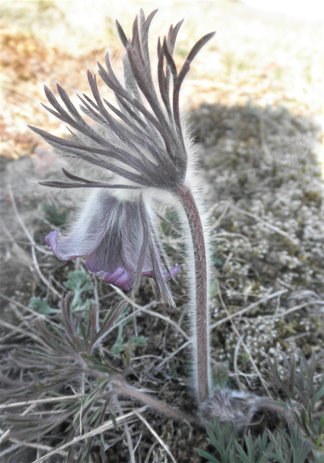 : Pulsatilla pratensis.