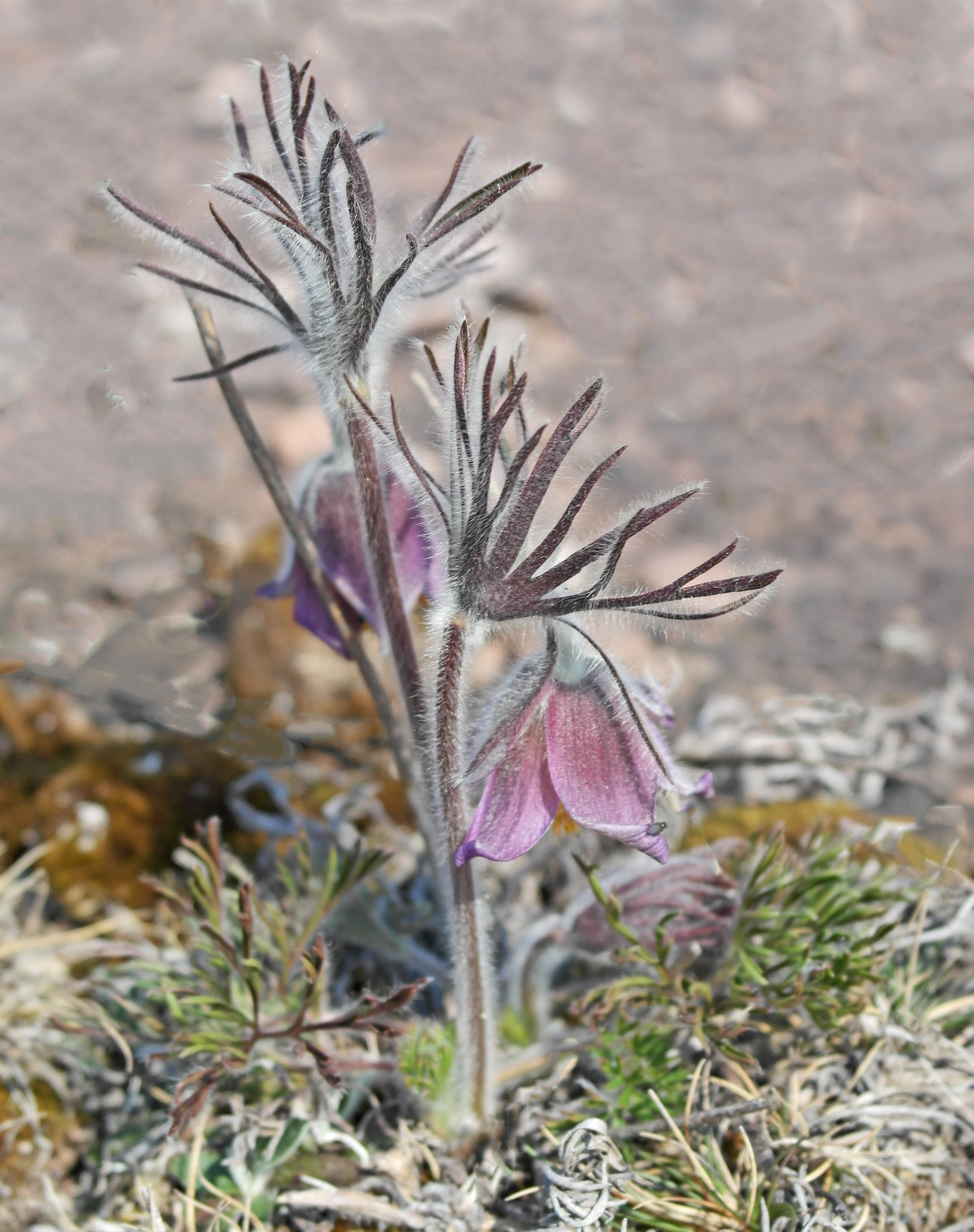 : Pulsatilla pratensis.