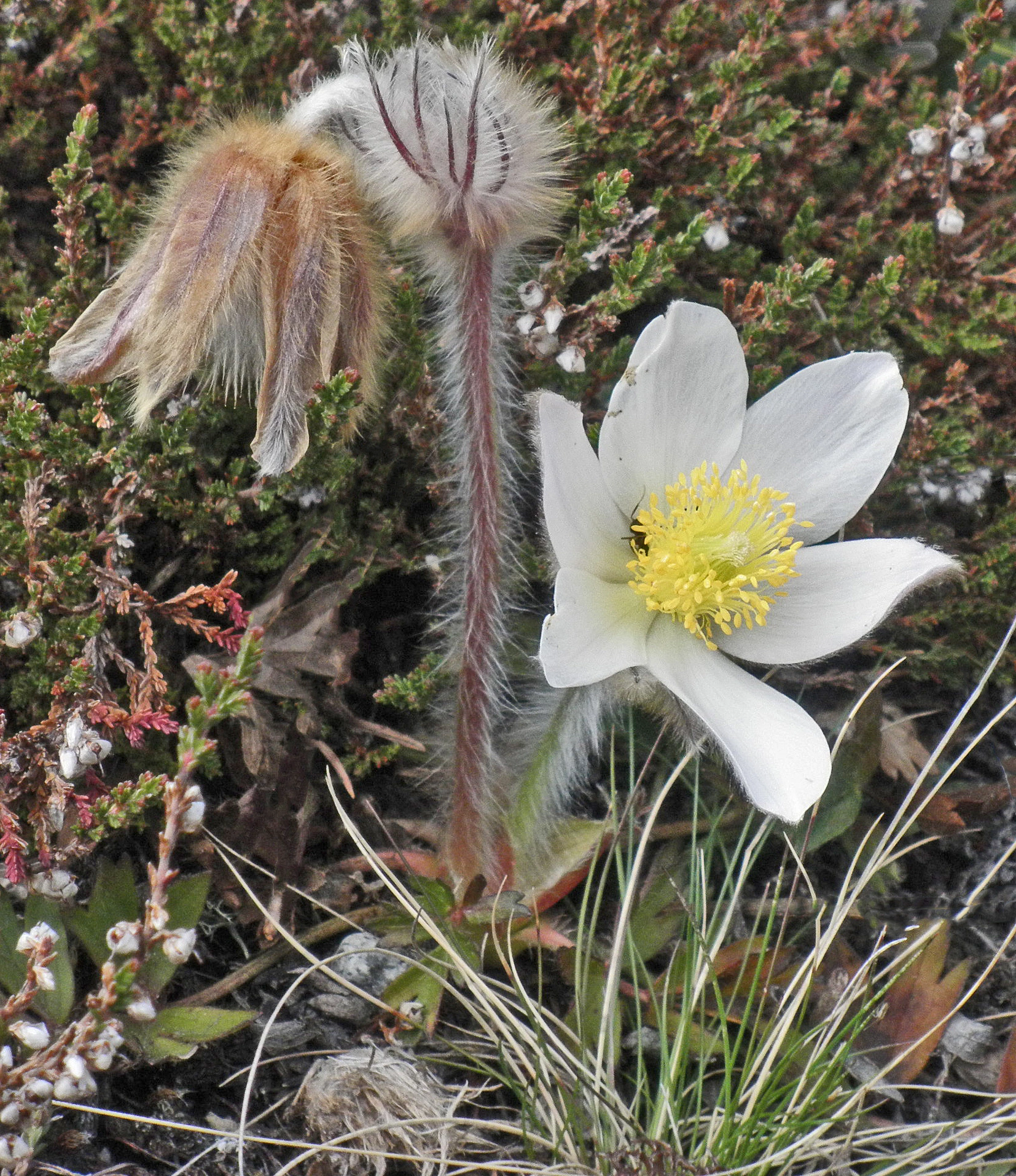 : Pulsatilla vernalis.