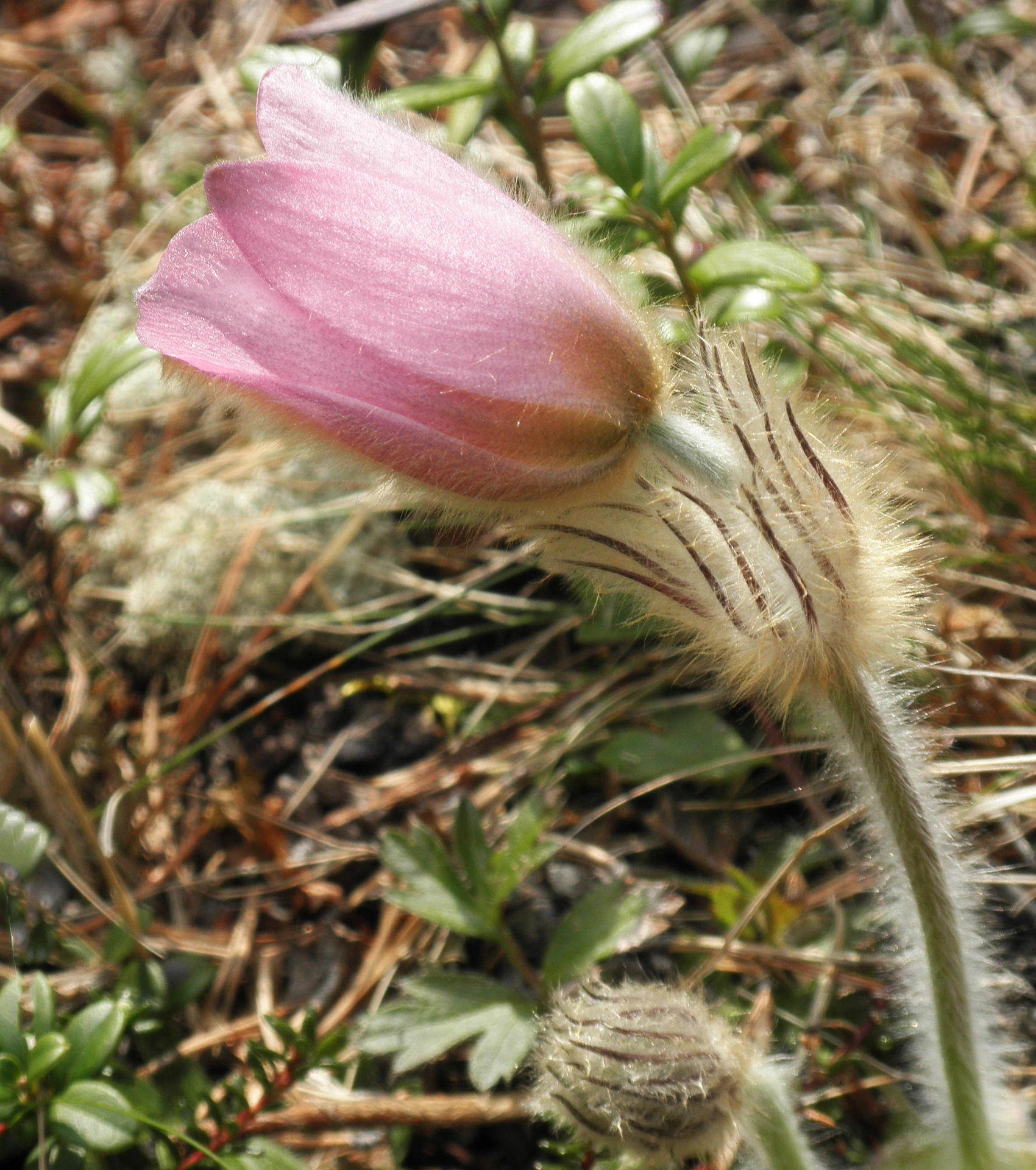 : Pulsatilla vernalis.