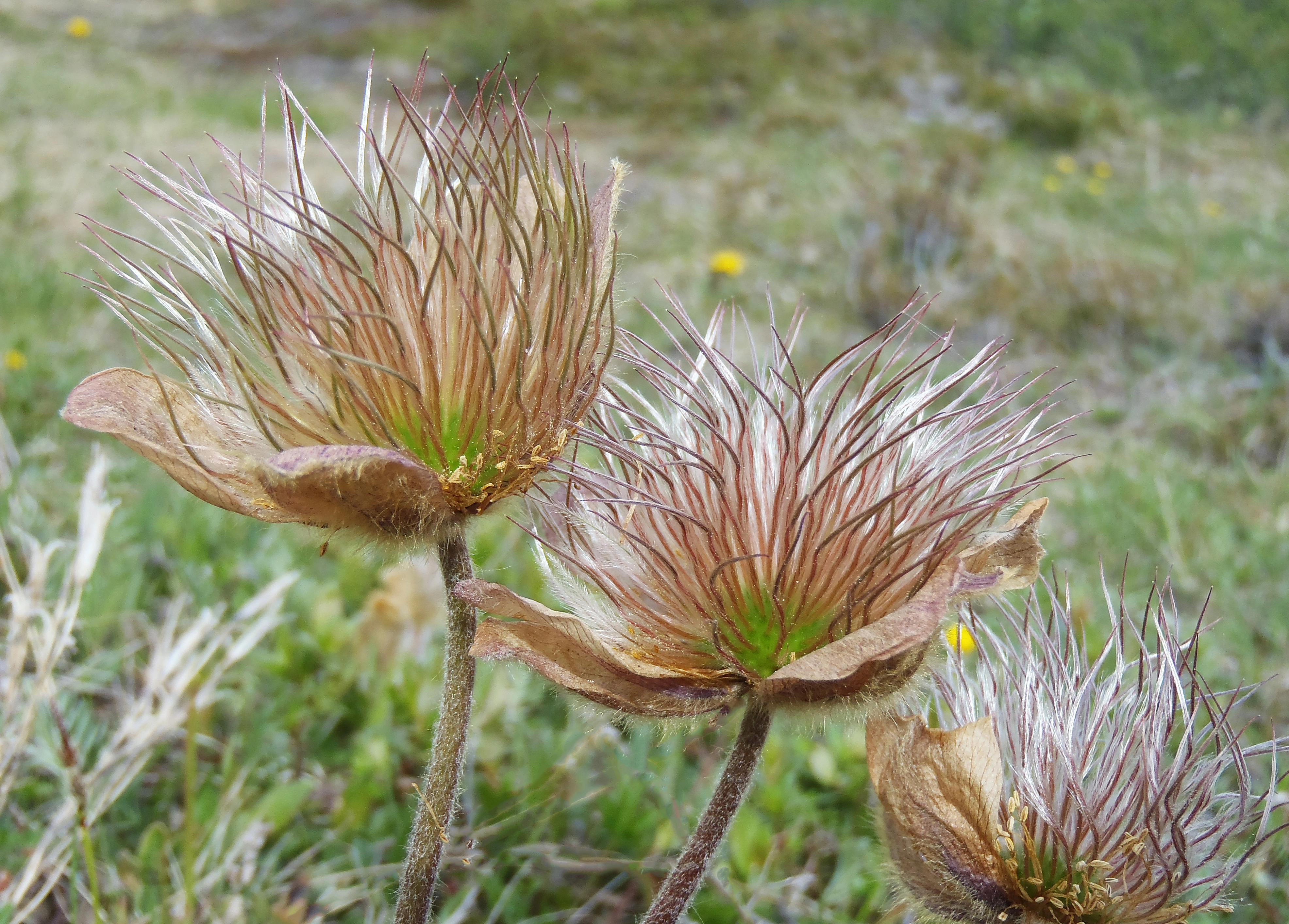 : Pulsatilla vernalis.