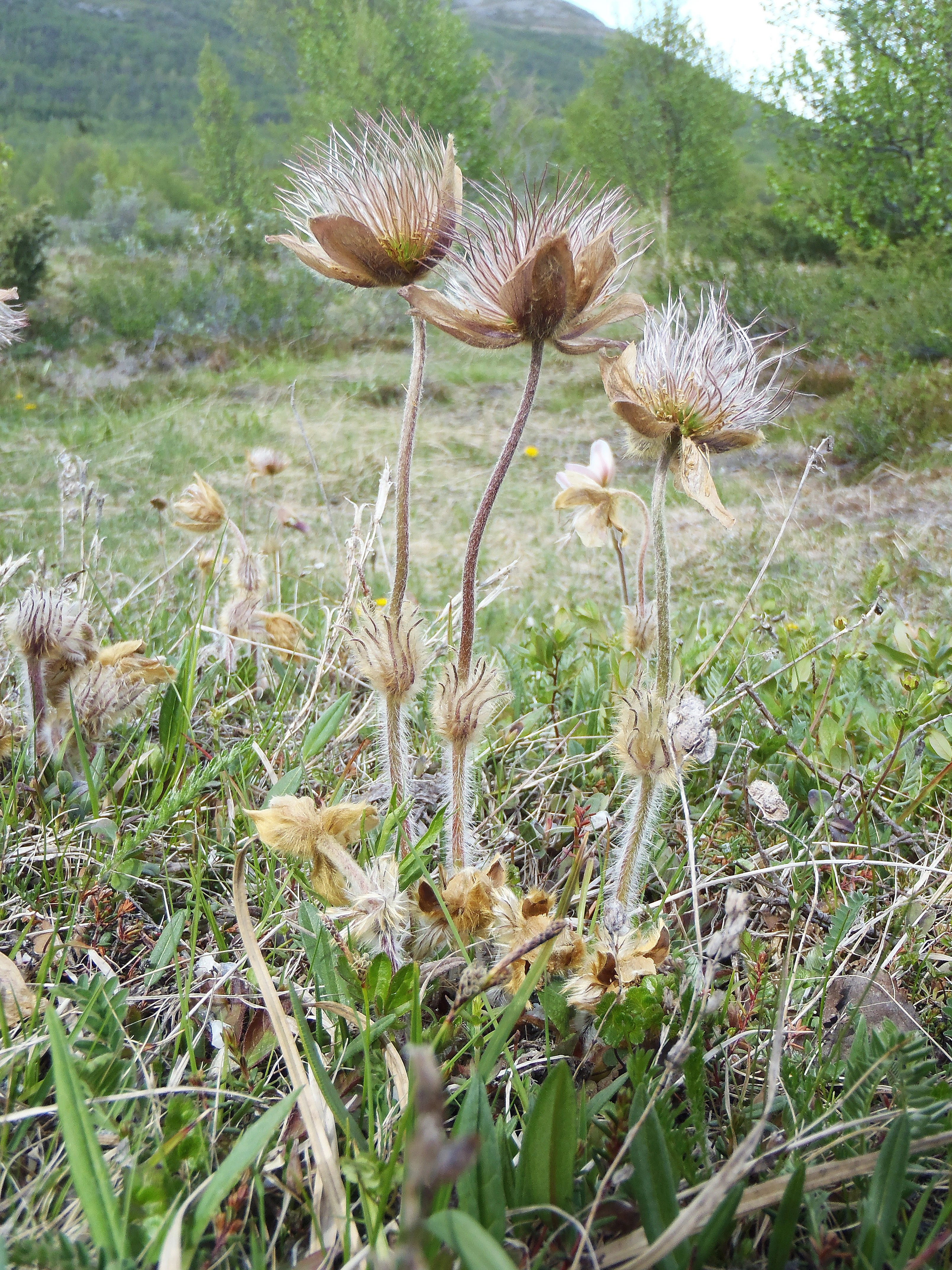 : Pulsatilla vernalis.