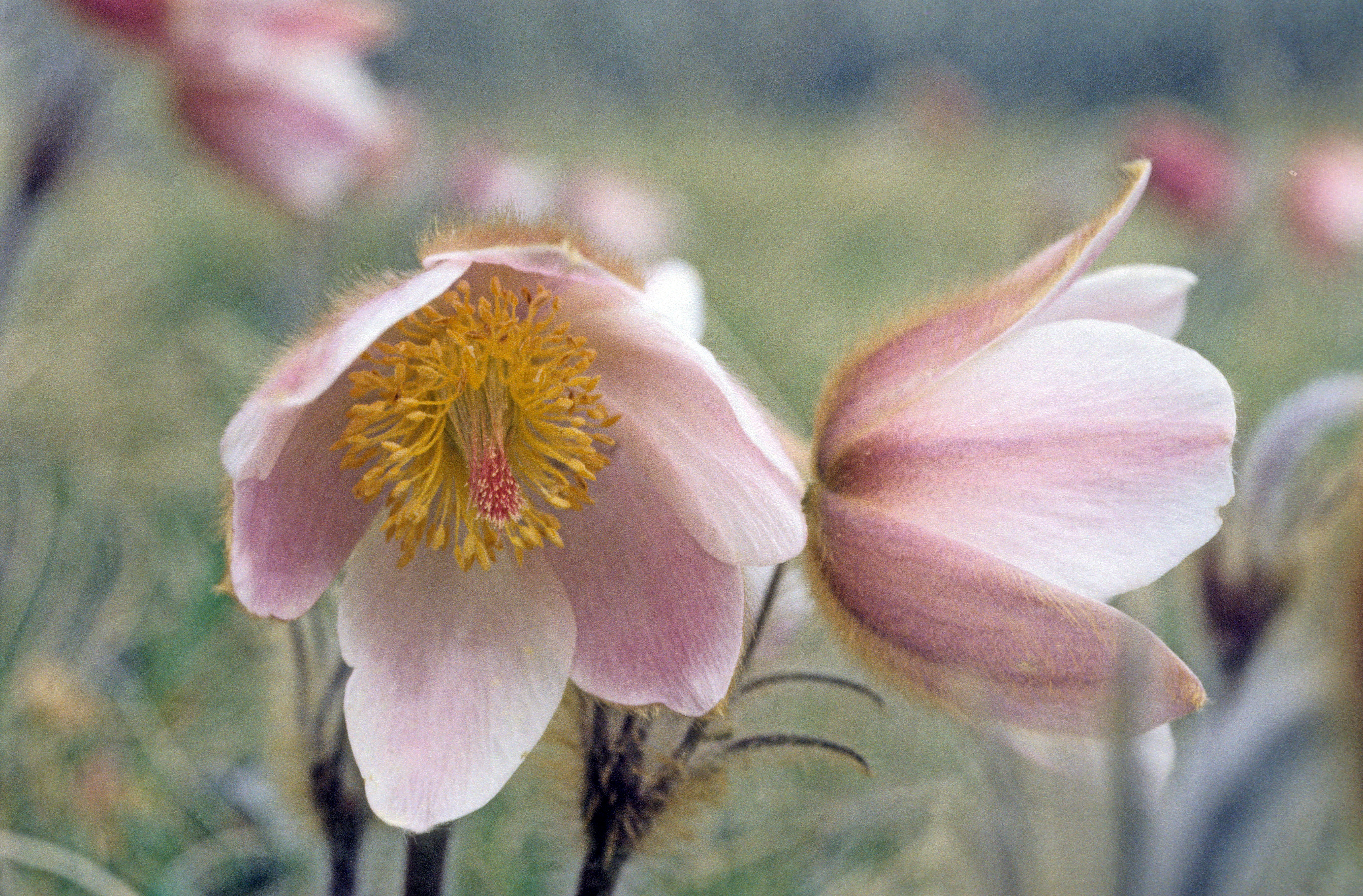 : Pulsatilla vernalis.