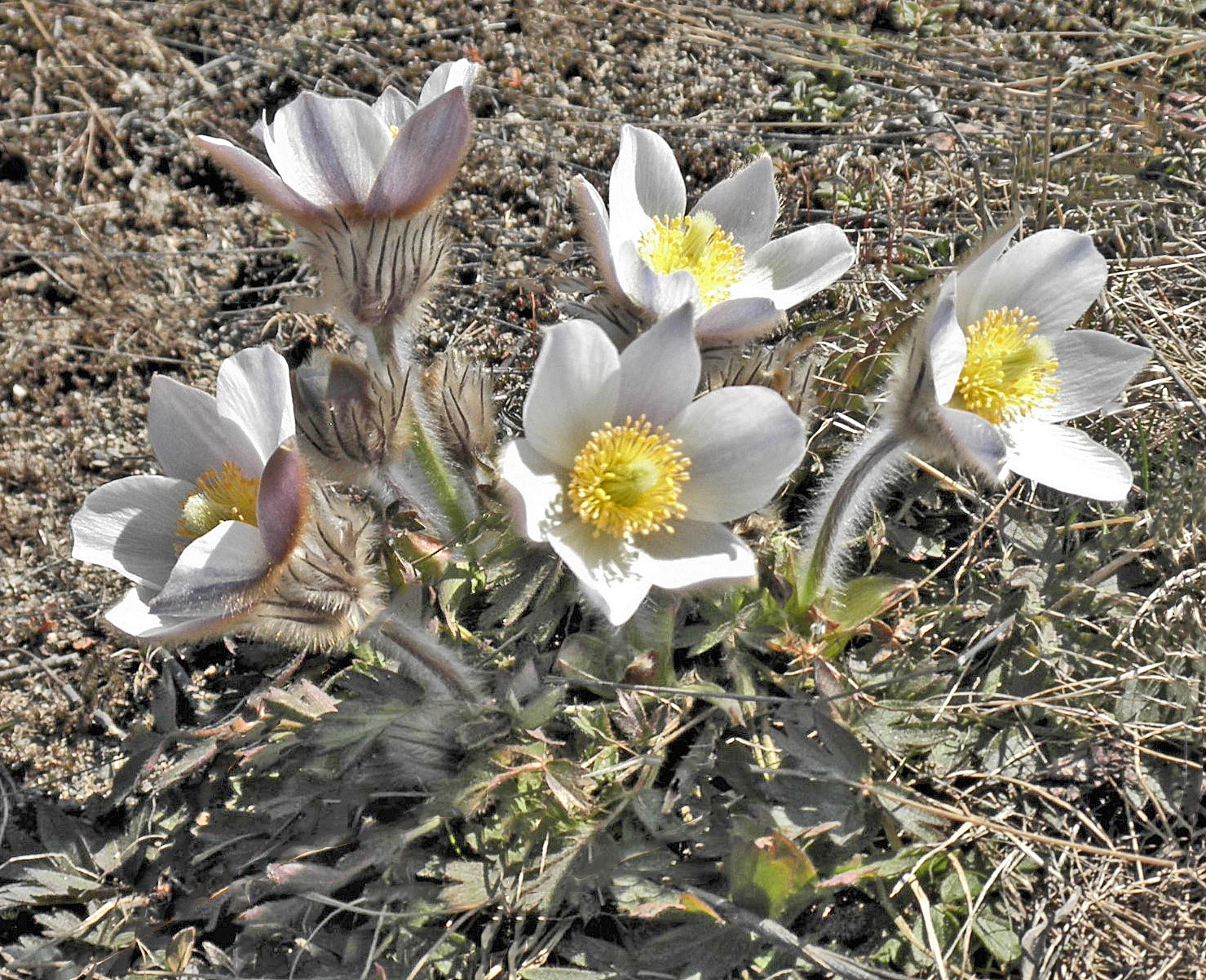 : Pulsatilla vernalis.